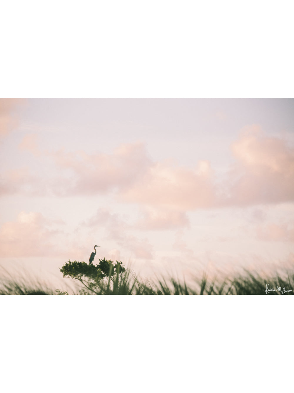 Photography of Egret perched on ocean swept tree during a pastel pink sunrise sky in Kiawah, Charleston SC. "Egret en Rose" photographed by Kristen M. Brown, Samba to the Sea.