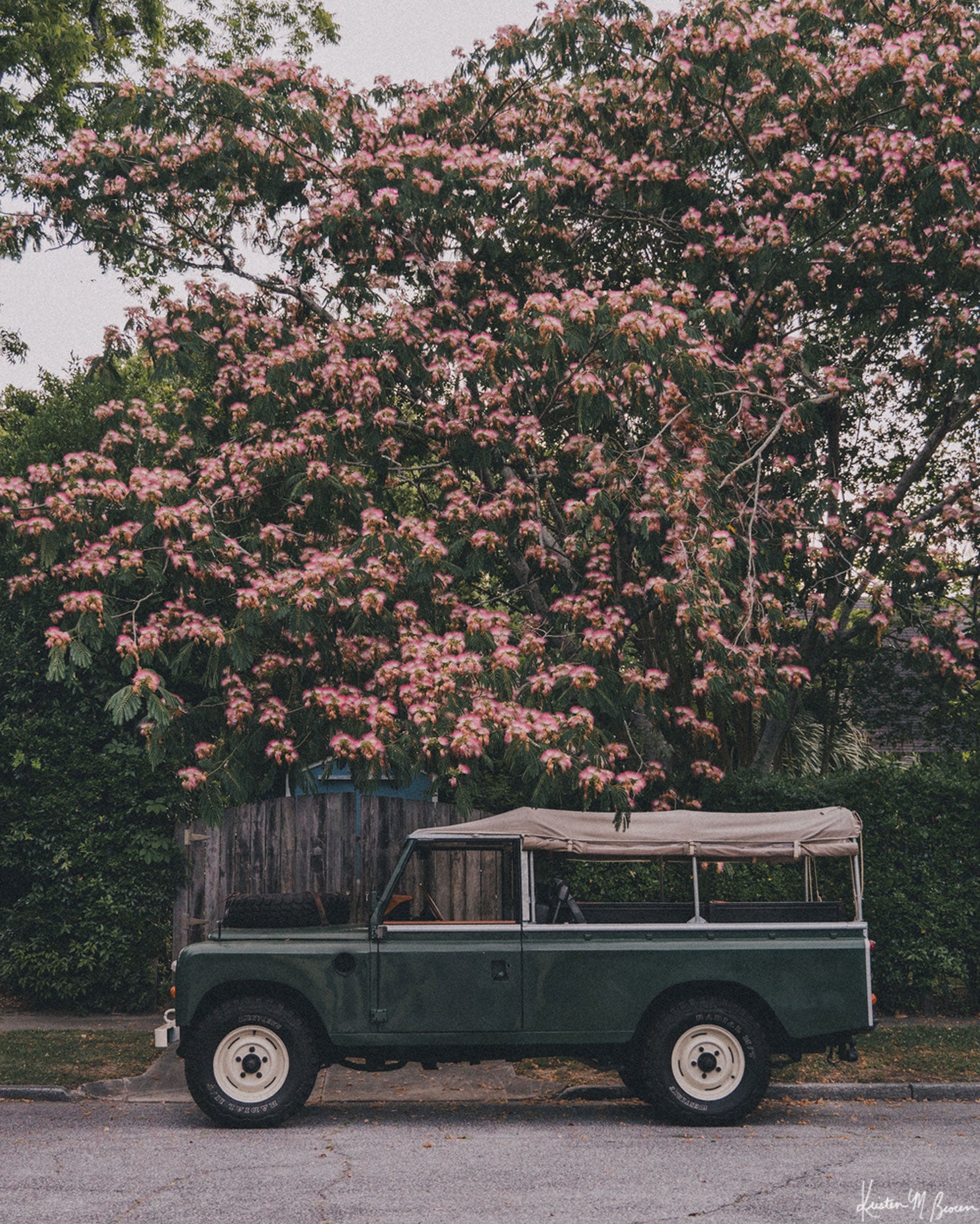 A vintage green safari-style Land Rover with a beige canvas top parked under a blooming pink Mimosa tree. Perfectly parked under a blooming Mimosa tree, "Mimosa Rover" is a dreamlike pitstop on a warm Lowcountry afternoon. It's an effortless blend of adventure and elegance, where British expedition heritage meets the gentle charm of the American South. Vintage Land Rover series 110 truck photo print by Kristen M. Brown of Samba to the Sea for The Sunset Shop.