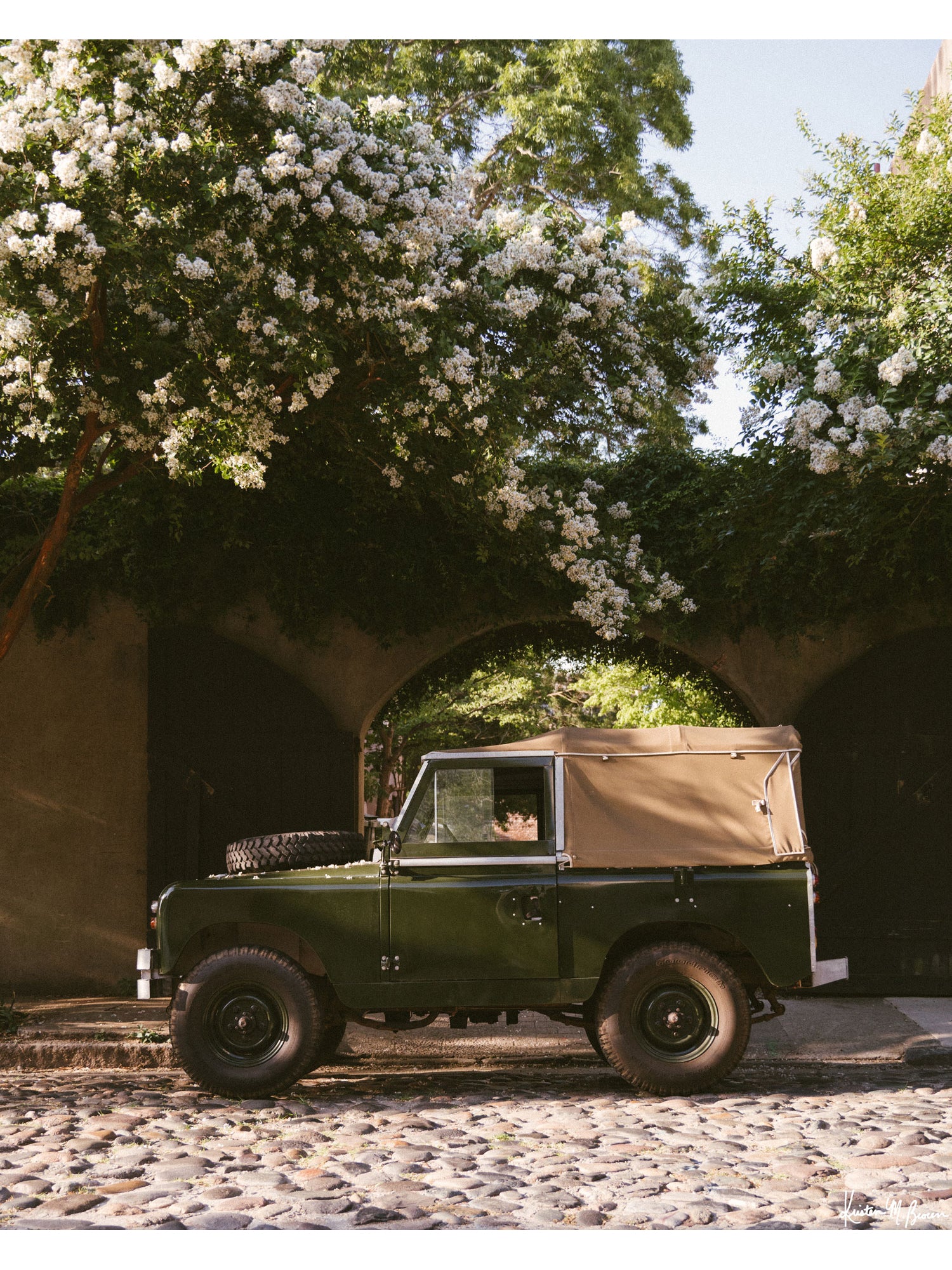 A vintage green Land Rover Series truck British Army version with tan canvas top, parked on a cobblestone street in historic Charleston with blooming white Crepe Myrtle flowers. “Passage to Chalmers” is a journey into the charming streets of historic Charleston, where beauty and nostalgia meet. Vintage Land Rover photo print by Kristen M. Brown of Samba to the Sea for The Sunset Shop.