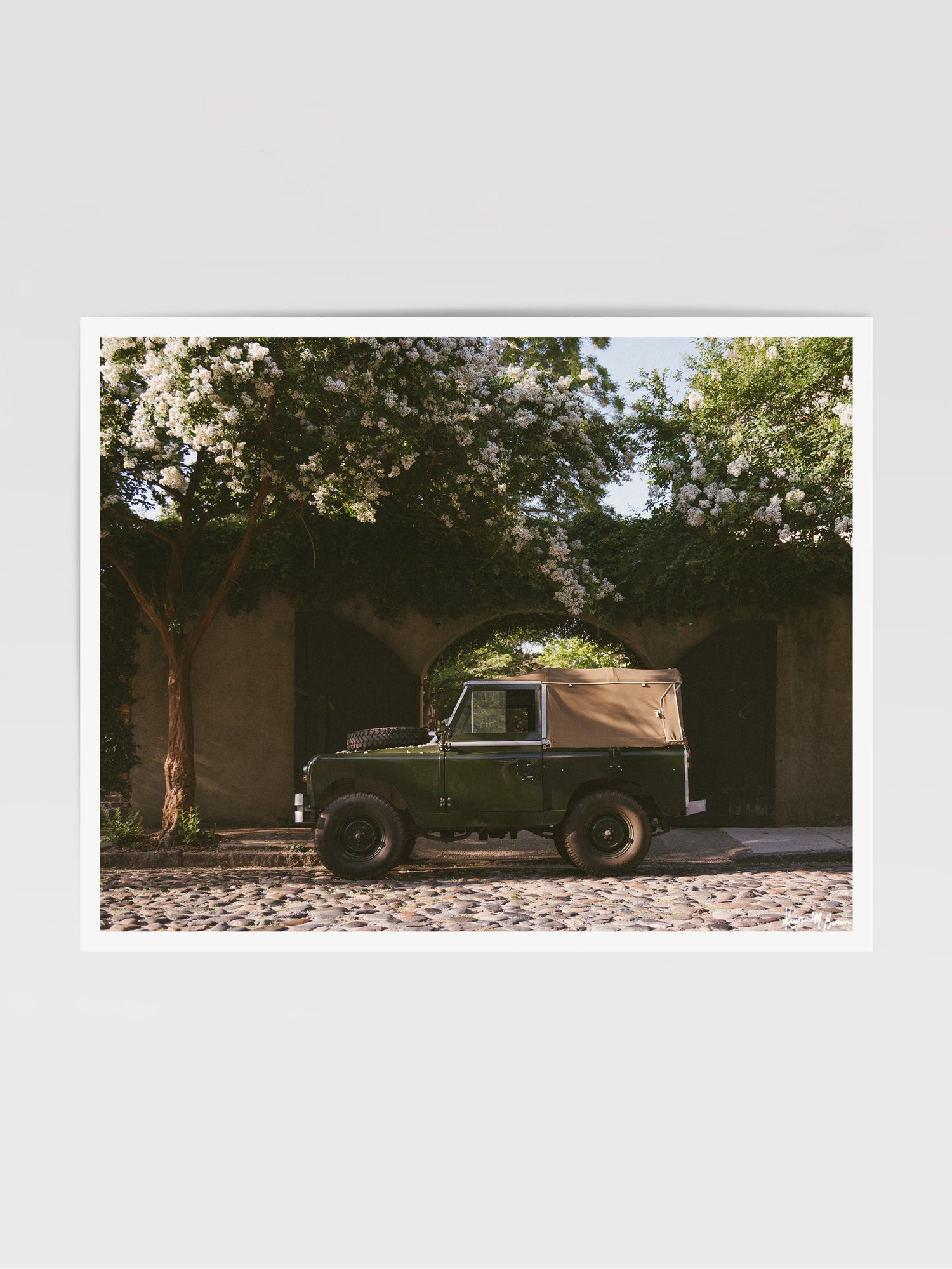 A vintage green Land Rover Series truck British Army version with tan canvas top, parked on a cobblestone street in historic Charleston with blooming white Crepe Myrtle flowers. “Passage to Chalmers” is a journey into the charming streets of historic Charleston, where beauty and nostalgia meet. Vintage Land Rover photo print by Kristen M. Brown of Samba to the Sea for The Sunset Shop.
