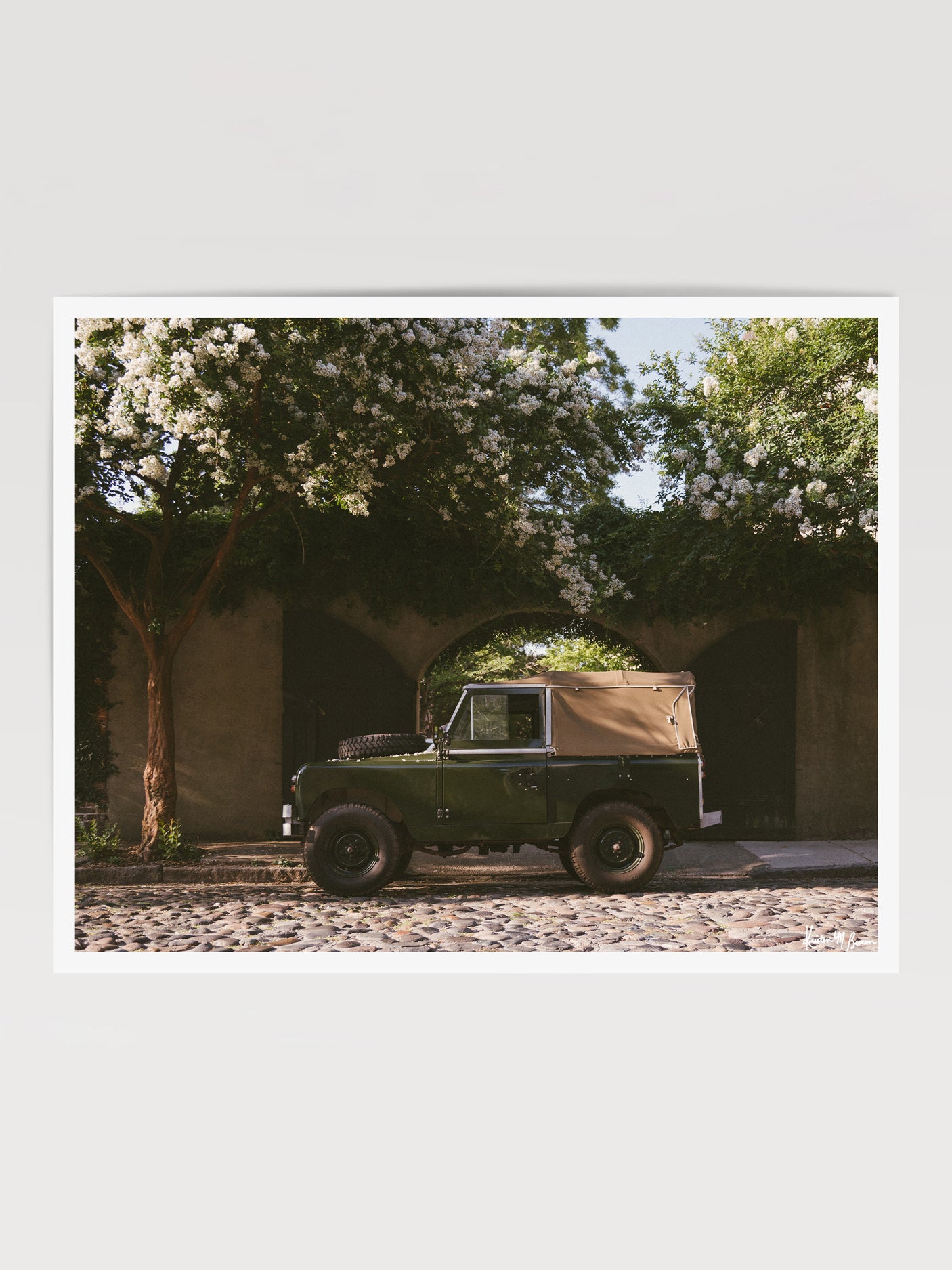A vintage green Land Rover Series truck British Army version with tan canvas top, parked on a cobblestone street in historic Charleston with blooming white Crepe Myrtle flowers. “Passage to Chalmers” is a journey into the charming streets of historic Charleston, where beauty and nostalgia meet. Vintage Land Rover photo print by Kristen M. Brown of Samba to the Sea for The Sunset Shop.