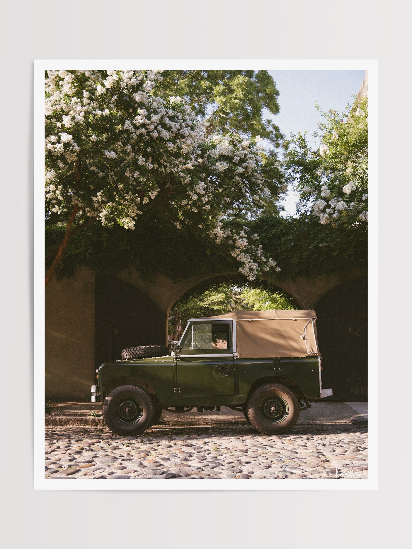 A vintage green Land Rover Series truck British Army version with tan canvas top, parked on a cobblestone street in historic Charleston with blooming white Crepe Myrtle flowers. “Passage to Chalmers” is a journey into the charming streets of historic Charleston, where beauty and nostalgia meet. Vintage Land Rover photo print by Kristen M. Brown of Samba to the Sea for The Sunset Shop.