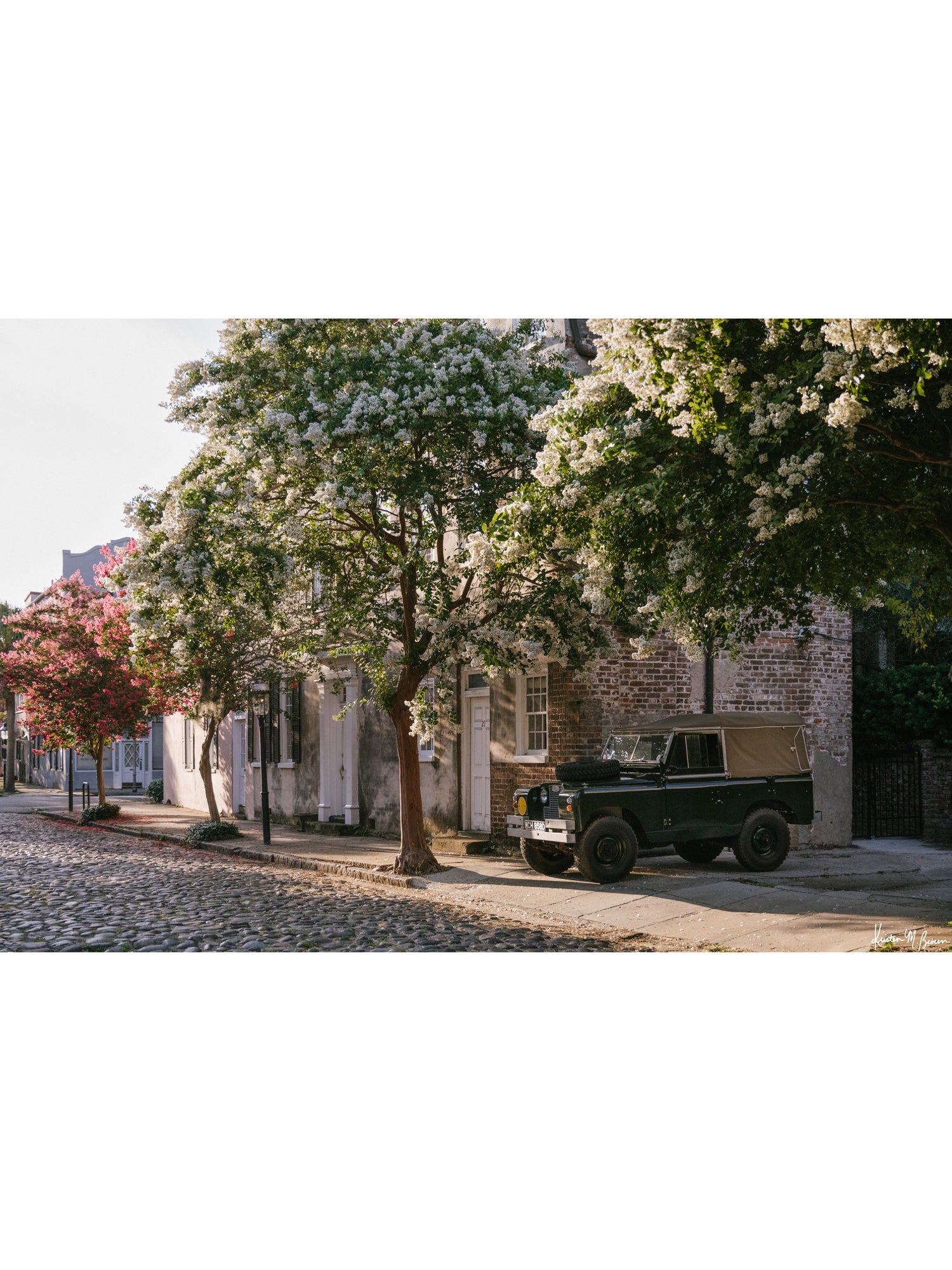 A vintage green Land Rover Series truck British Army version with tan canvas top, parked on a cobblestone street in historic Charleston with blooming white Crepe Myrtle flowers. “Rover Blooms” is a journey into the charming streets of historic Charleston, where beauty and nostalgia meet. Vintage Land Rover photo print by Kristen M. Brown of Samba to the Sea for The Sunset Shop.