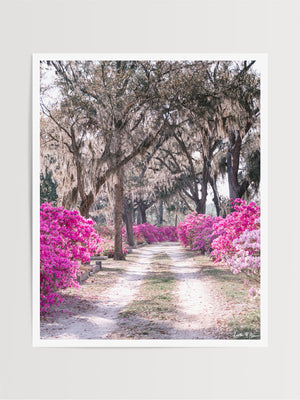 Pink azaleas in boom in Savannah, Georgia. There's just something sweeter about Savannah when her azaleas are blooming in vibrant shades of pink. Experience the magic of Savannah in bloom with "Sweet Savannah". Photographed by Kristen M. Brown of Samba to the Sea for The Sunset Shop.