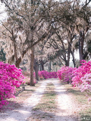 Pink azaleas in boom in Savannah, Georgia. There's just something sweeter about Savannah when her azaleas are blooming in vibrant shades of pink. Experience the magic of Savannah in bloom with "Sweet Savannah". Photographed by Kristen M. Brown of Samba to the Sea for The Sunset Shop.