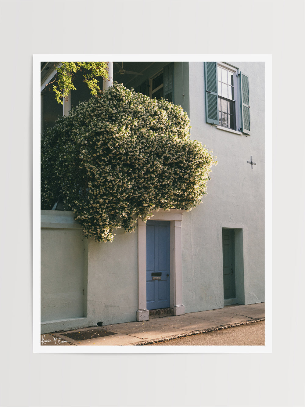 Photography print of blooming Jasmine and green and blue historic building in downtown Charleston. "Tradd Blooming" photographed by Kristen M. Brown, Samba to the Sea.