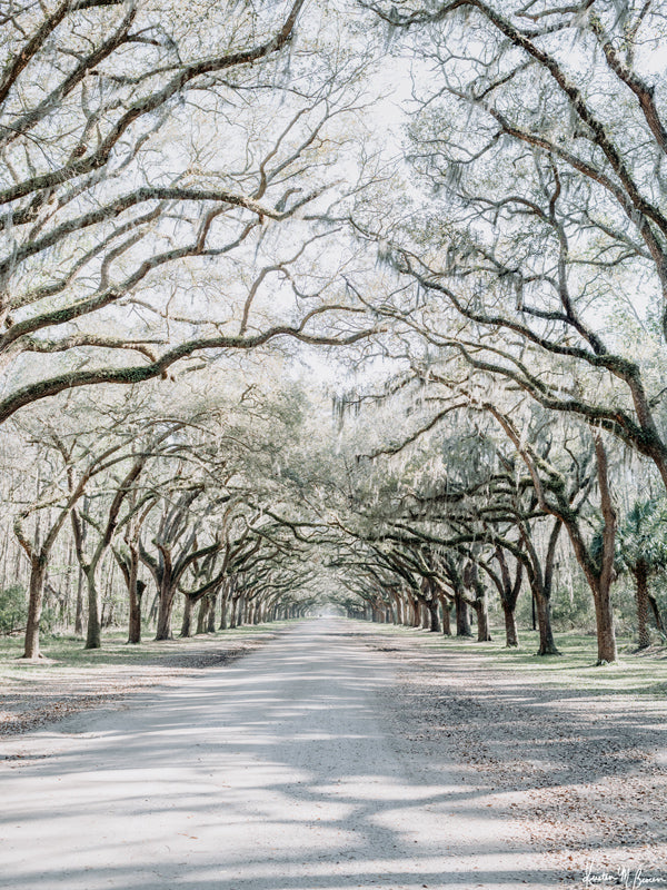 Dreamy Spanish Moss Oak Tree lined driveway at Wormsloe Plantation in Savannah, Georgia. Photographed by Kristen M. Brown, Samba to the Sea at The Sunset Shop.