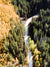 Aerial image of golden Aspens at Boreas Pass in Breckenridge, Colorado. "Chasing Gold" aerial image print by Kristen M. Brown, Samba to the Sea.