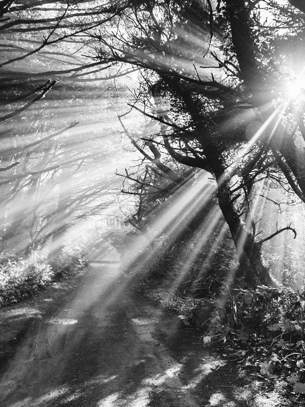 Sun beaming through trees on a beach path on the Oregon Coast. Into the Mystic black and white sun beam beach path print by Samba to the Sea at The Sunset Shop.