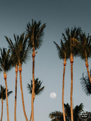 Full Moon Rising over palm trees Tamarindo, Costa Rica. Moon Magic palm tree print by Samba to the Sea at The Sunset Shop.