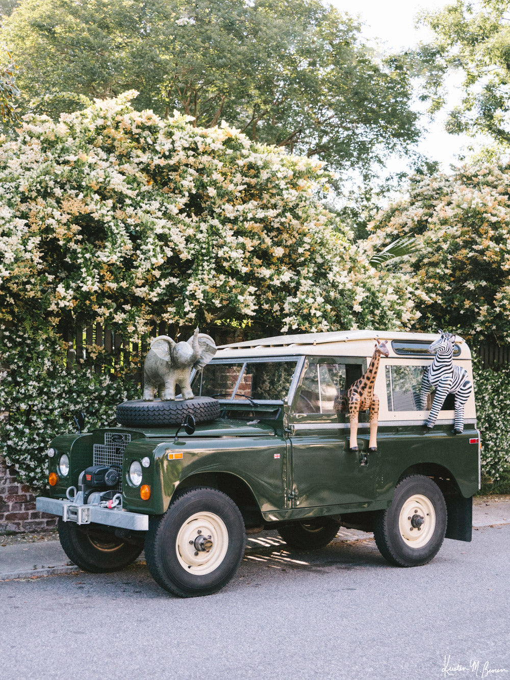 Step on into a whimsical world of adventure with &quot;Africa Awaits&quot;! Featuring a classic green Land Rover Series three playfully adorned with blow up safari animals backdropped by fragrantly blooming Star Jasmine, this fine art photograph celebrates the spirit of exploration and childhood wonder. Photo print by Kristen M. Brown of Samba to the Sea for The Sunset Shop.