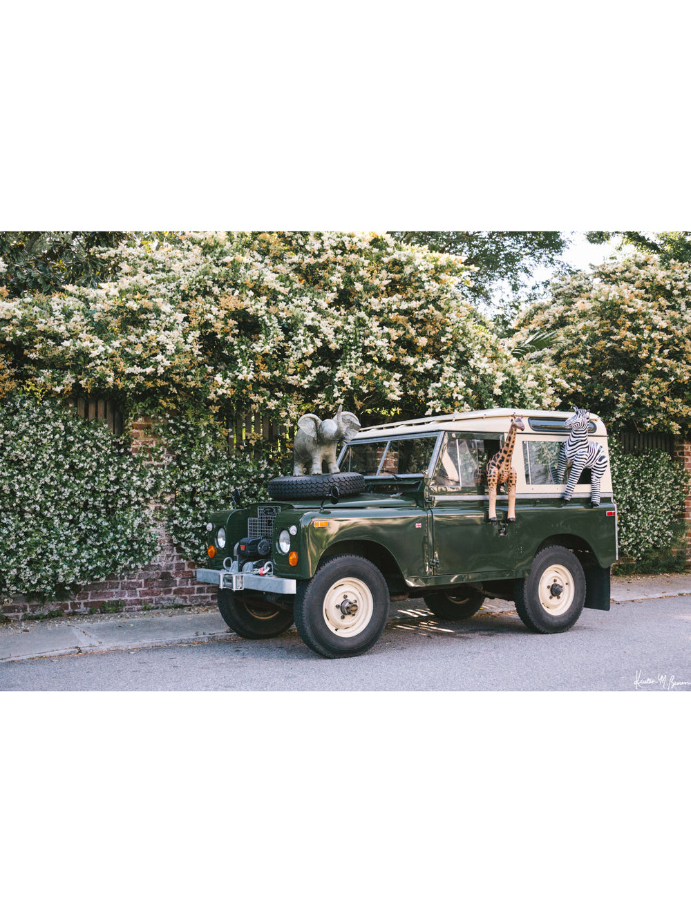 Step on into a whimsical world of adventure with "Africa Awaits"! Featuring a classic green Land Rover Series three playfully adorned with blow up safari animals backdropped by fragrantly blooming Star Jasmine, this fine art photograph celebrates the spirit of exploration and childhood wonder. Photo print by Kristen M. Brown of Samba to the Sea for The Sunset Shop.