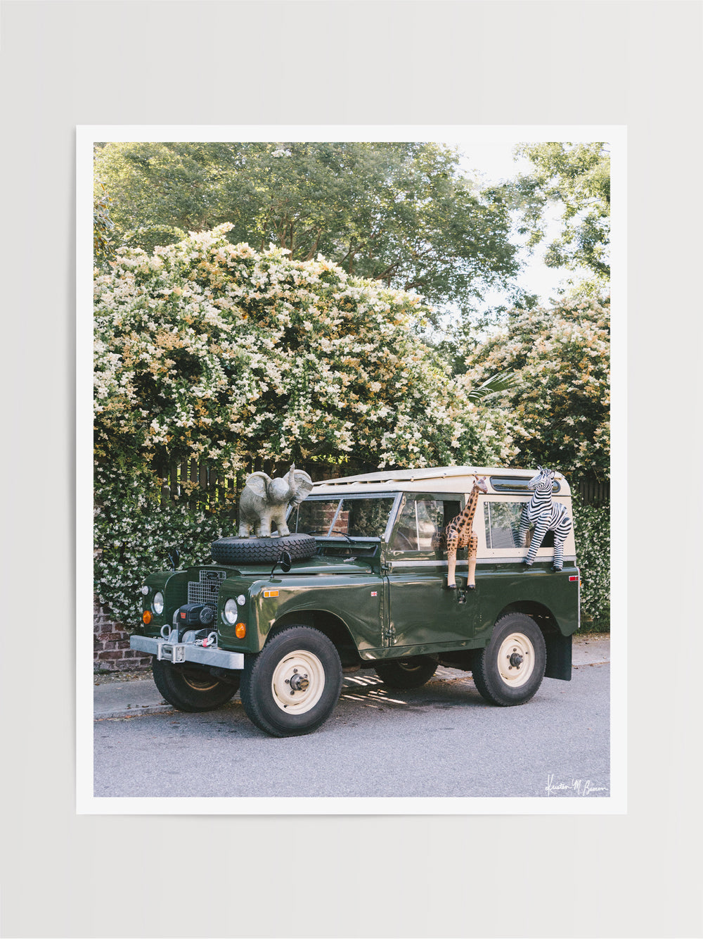 Step on into a whimsical world of adventure with "Africa Awaits"! Featuring a classic green Land Rover Series three playfully adorned with blow up safari animals backdropped by fragrantly blooming Star Jasmine, this fine art photograph celebrates the spirit of exploration and childhood wonder. Photo print by Kristen M. Brown of Samba to the Sea for The Sunset Shop.