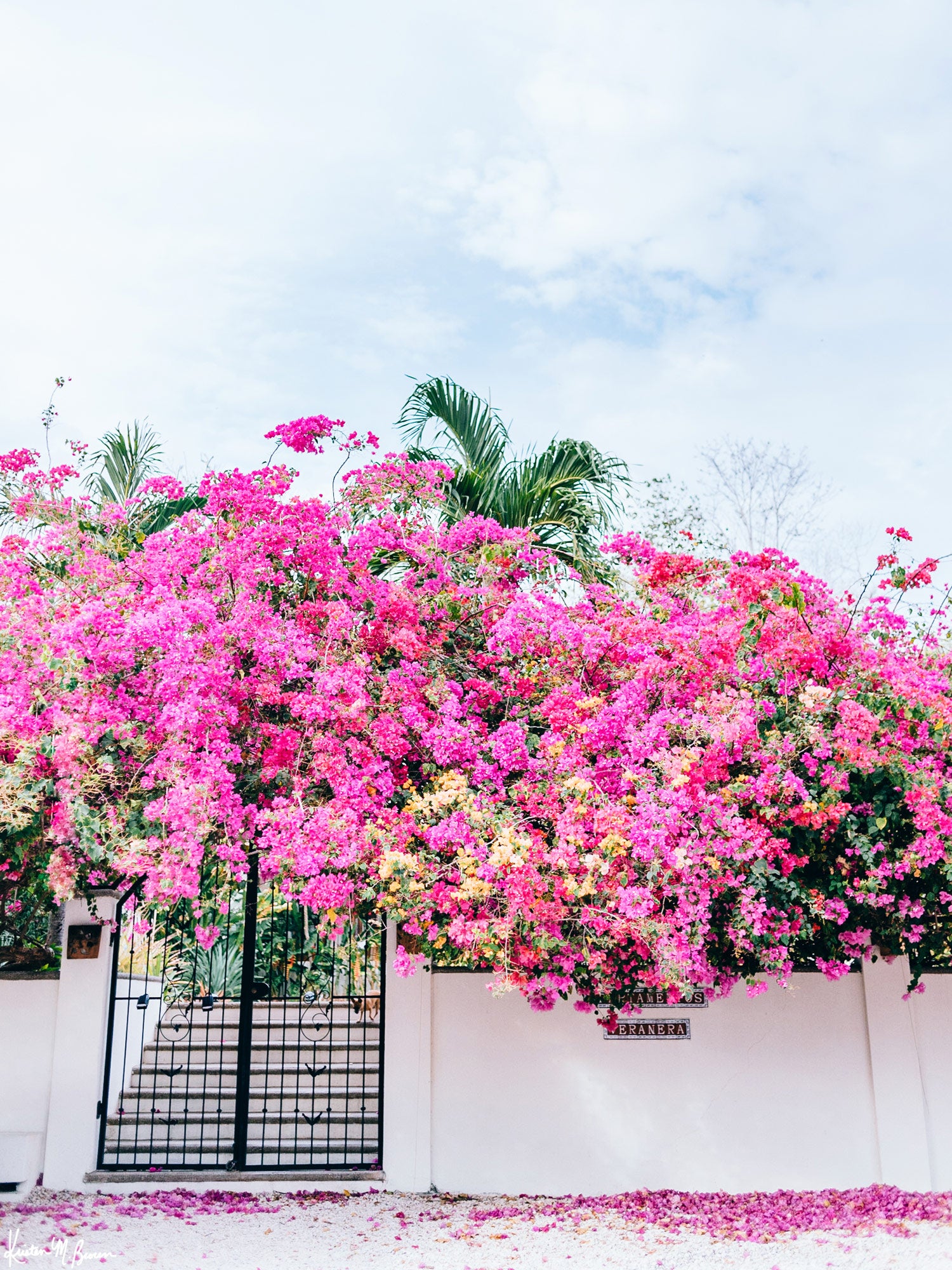 Vibrant Bougainvillea blooming over a white wall and black iron gate. You can’t help but smell the ocean air and feel the warmth of the sun on your skin with one glance at this gorgeous blooming Bougainvillea in vibrants shades of pink, magenta, and yellow. Welcome back to your tropical paradise. "Bloom Baby Bloom" blooming Bougainvillea print by Samba to the Sea.