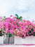 Fine art photo print of a vibrant Bougainvillea blooming over a white wall and black iron gate. You can’t help but smell the ocean air and feel the warmth of the sun on your skin with one glance at this gorgeous blooming Bougainvillea in vibrants shades of pink, magenta, and yellow. Welcome back to your tropical paradise. "Bloom Baby Bloom" blooming Bougainvillea print by Samba to the Sea.