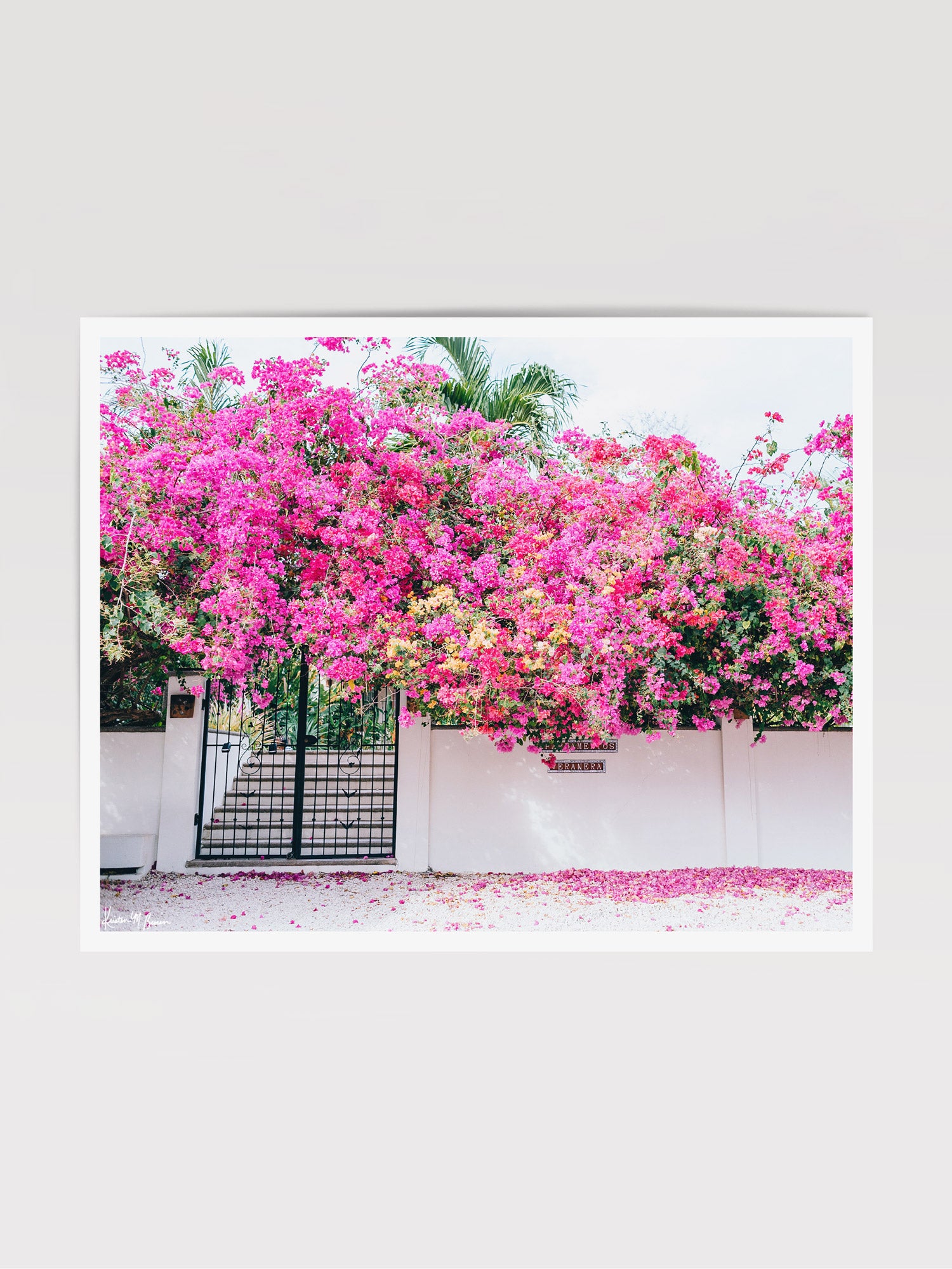 Fine art photo print of a vibrant Bougainvillea blooming over a white wall and black iron gate. You can’t help but smell the ocean air and feel the warmth of the sun on your skin with one glance at this gorgeous blooming Bougainvillea in vibrants shades of pink, magenta, and yellow. Welcome back to your tropical paradise. "Bloom Baby Bloom" blooming Bougainvillea print by Samba to the Sea.