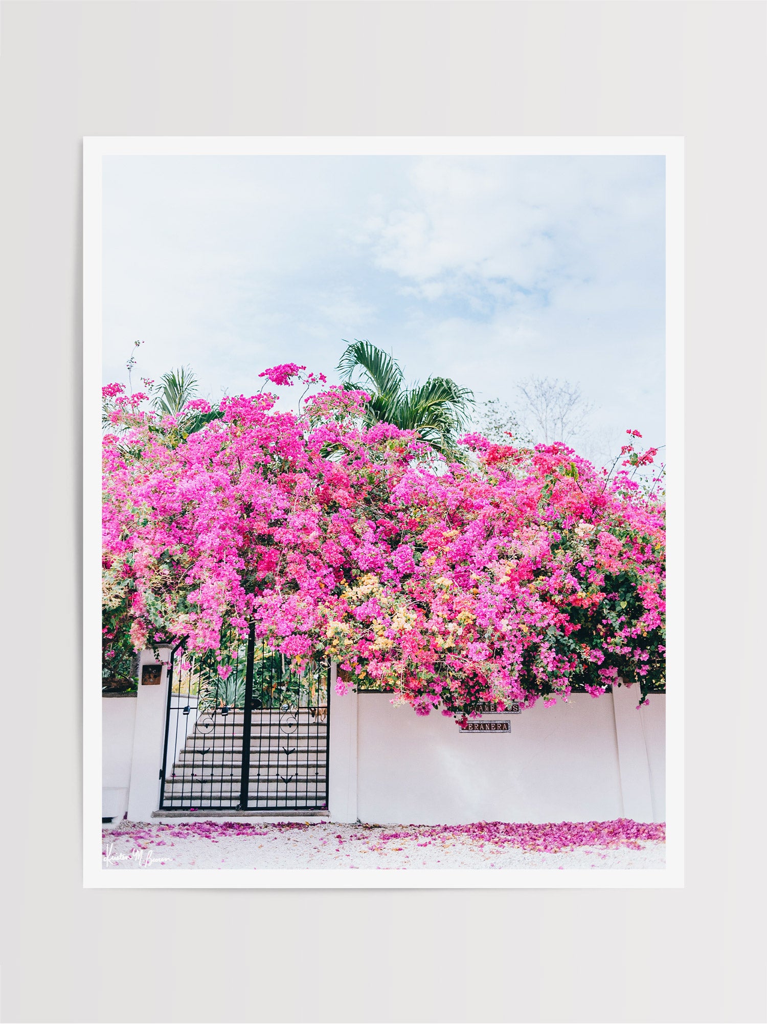 Fine art photo print of a vibrant Bougainvillea blooming over a white wall and black iron gate. You can’t help but smell the ocean air and feel the warmth of the sun on your skin with one glance at this gorgeous blooming Bougainvillea in vibrants shades of pink, magenta, and yellow. Welcome back to your tropical paradise. "Bloom Baby Bloom" blooming Bougainvillea print by Samba to the Sea.