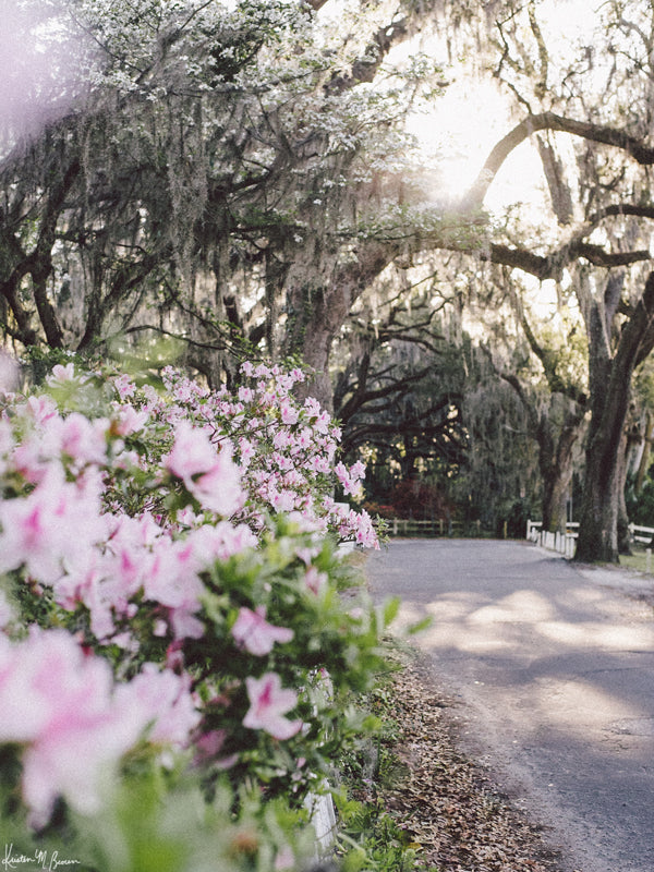 Bluff Drive Blooming