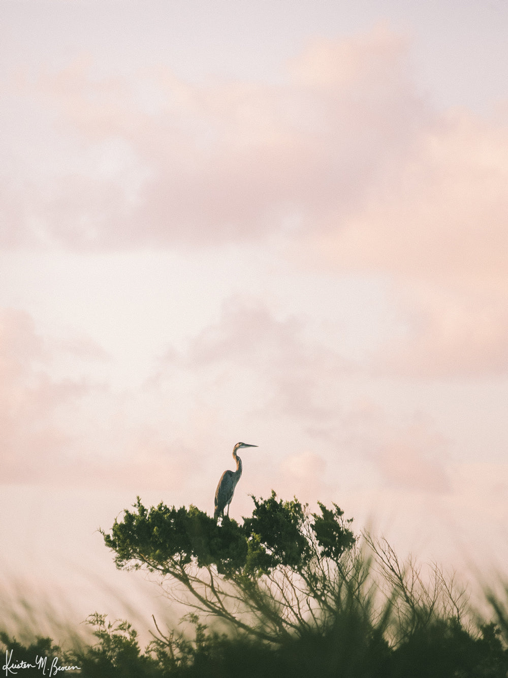 Photography of Egret perched on ocean swept tree during a pastel pink sunrise sky in Kiawah, Charleston SC. "Egret en Rose" photographed by Kristen M. Brown, Samba to the Sea.