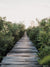 Because there's quite like taking the scenic route with your bare feet. Now close your eyes and imagine it's you, your surfboard, and your surf buddies walking through this dreamy mangrove boardwalk path to the beach to catch perfect waves in Costa Rica. It's time to go on your next adventure. Mangrove beach boardwalk path print "Gone Adventuring" by Samba to the Sea.