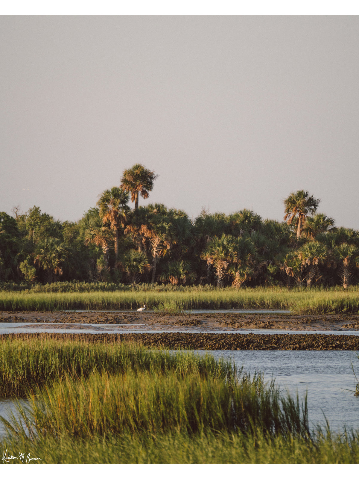 In the heart of the Lowcountry marsh, amongst a dense hammock of palmettos catching the soft, sun-dappled early morning glow, the tide recedes to reveal a quiet, untouched world where native wildlife rules the shore.  "Heron Island" photograph of a graceful white egret heron in the shallow tidal flats, framed by exposed oyster beds and lush, golden-green marsh grass. Photo print by Kristen M. Brown of Samba to the Sea for The Sunset Shop.
