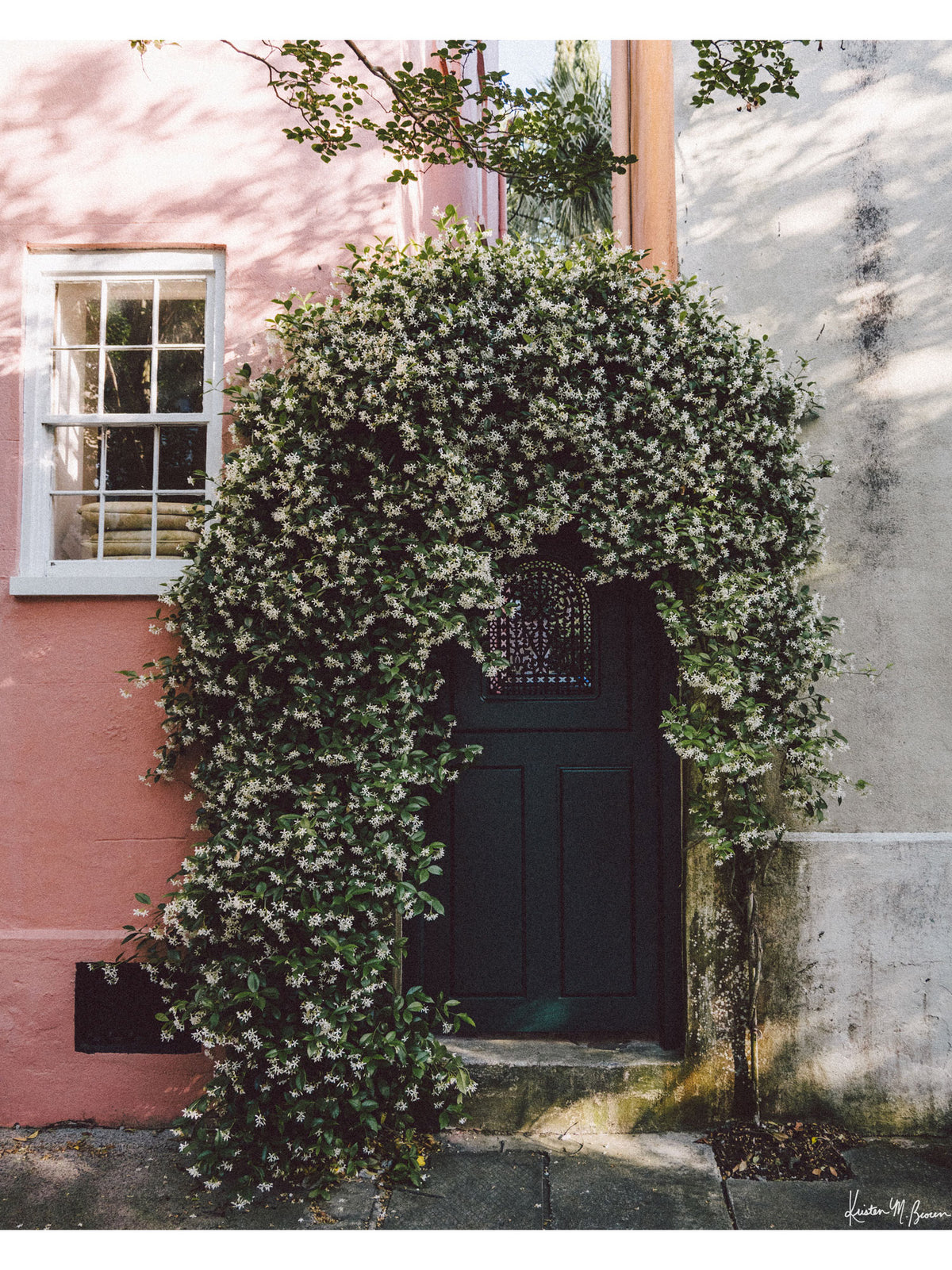 Come take a stroll through downtown Charleston during Jasmine season and your nose will lead you to lush jasmine blossoms just like this. Soft and fragrant petals framing the cutest of arched doorways, what lies behind is one of Charleston's serene, secret gardens. "Jasmine Secrets" Photo print by Kristen M. Brown of Samba to the Sea for The Sunset Shop.