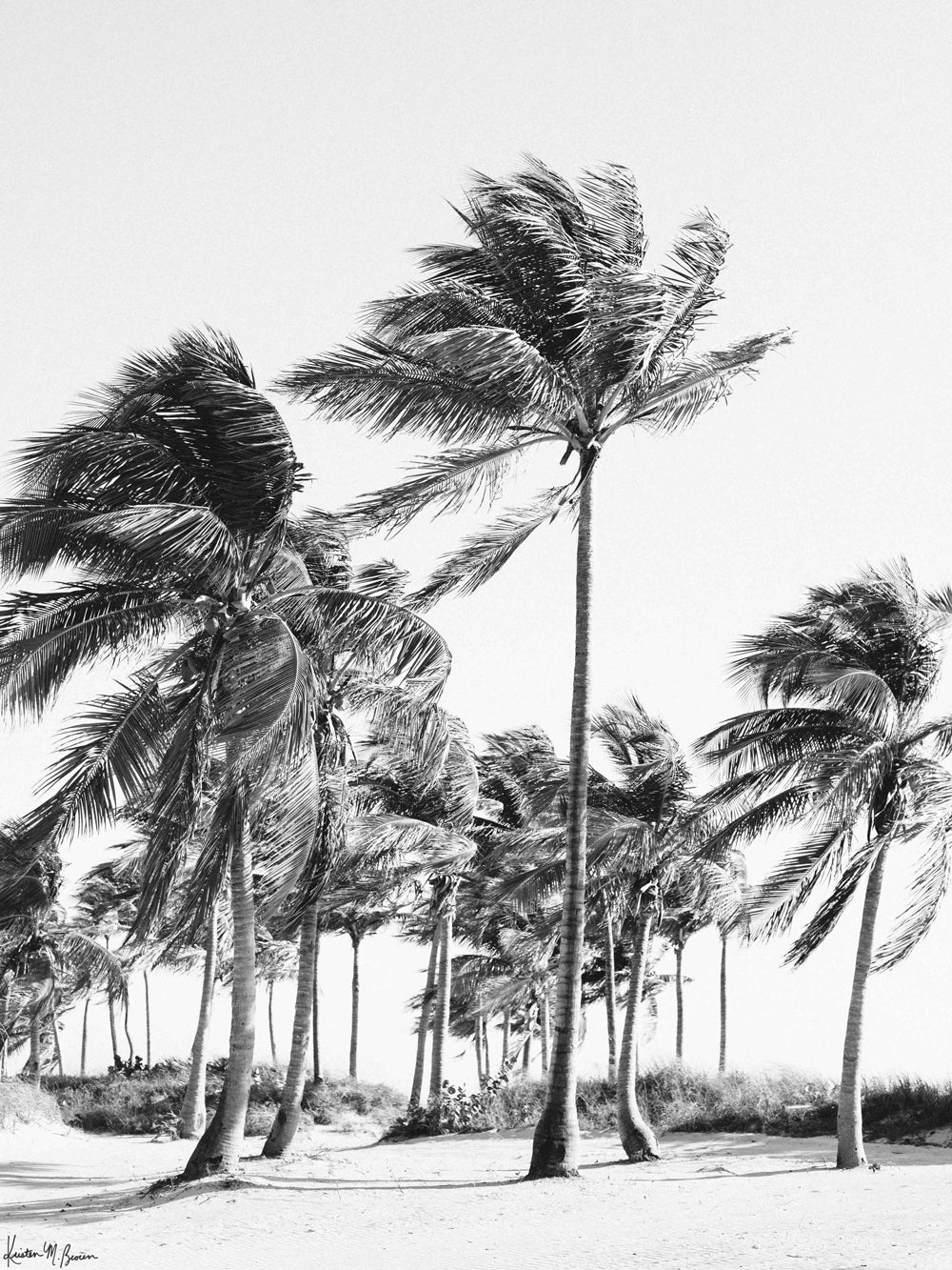 Close your eyes and transport yourself to a gorgeous tropical beach with dancing, palm trees in the sea breeze during your morning beach walk. "Key Biscayne Dreaming" black and white palm trees photo print in Miami, Florida by Kristen M. Brown of Samba to the Sea for The Sunset Shop.