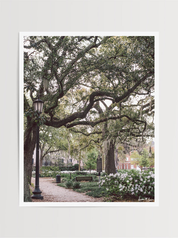 Madison Square Blooming