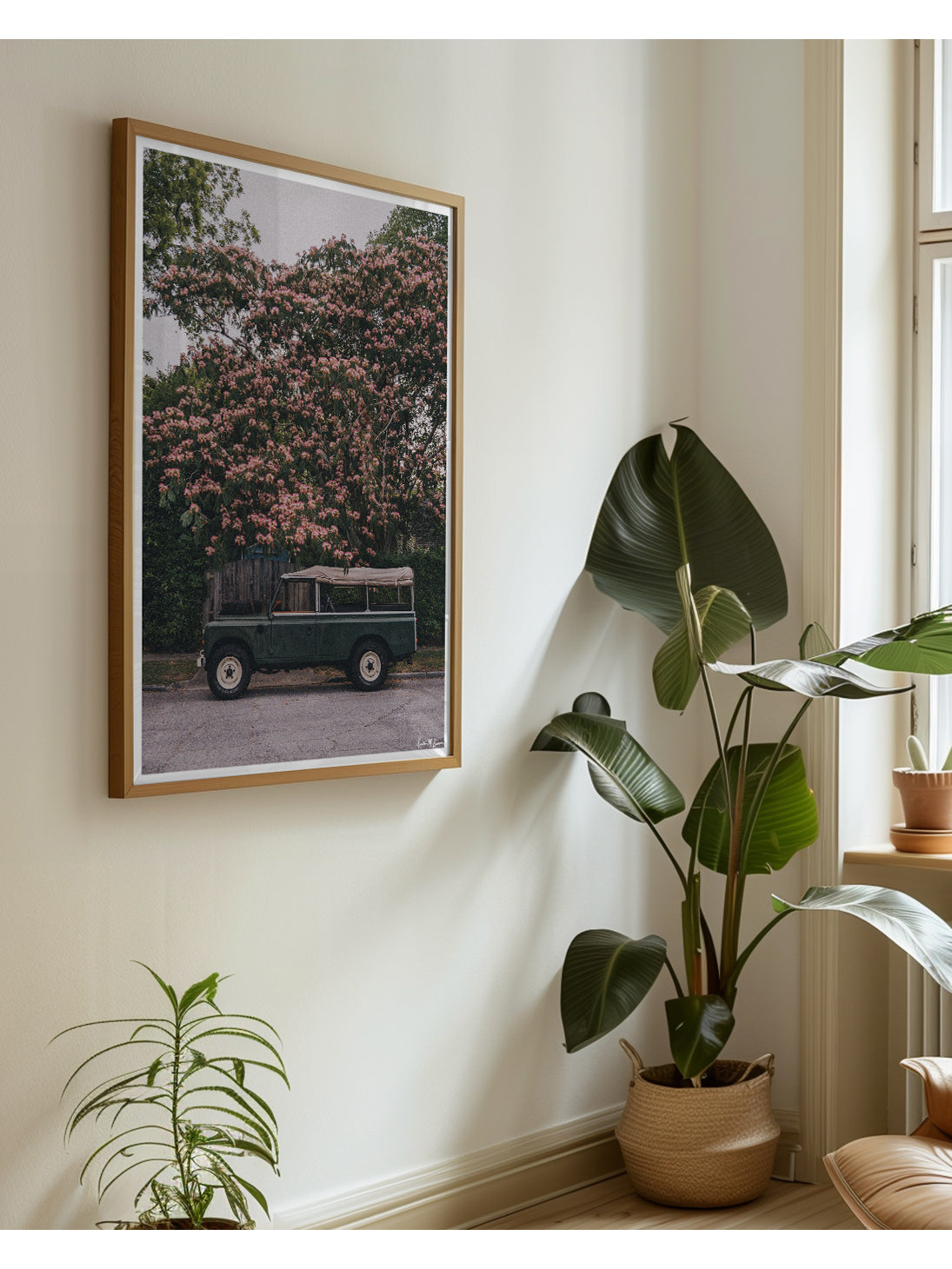 A vintage green safari-style Land Rover with a beige canvas top parked under a blooming pink Mimosa tree. Perfectly parked under a blooming Mimosa tree, "Mimosa Rover" is a dreamlike pitstop on a warm Lowcountry afternoon. It's an effortless blend of adventure and elegance, where British expedition heritage meets the gentle charm of the American South. Vintage Land Rover series 110 truck photo print by Kristen M. Brown of Samba to the Sea for The Sunset Shop.