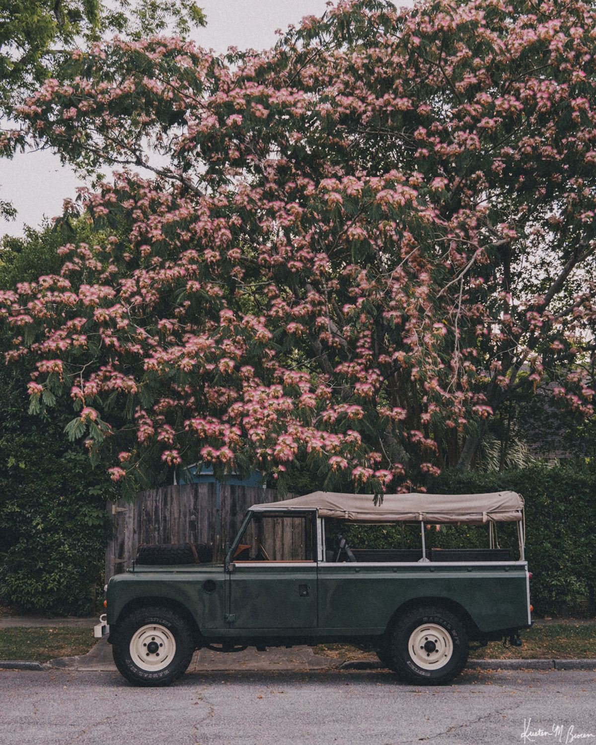 A vintage green safari-style Land Rover with a beige canvas top parked under a blooming pink Mimosa tree. Perfectly parked under a blooming Mimosa tree, "Mimosa Rover" is a dreamlike pitstop on a warm Lowcountry afternoon. It's an effortless blend of adventure and elegance, where British expedition heritage meets the gentle charm of the American South. Vintage Land Rover series 110 truck photo print by Kristen M. Brown of Samba to the Sea for The Sunset Shop.