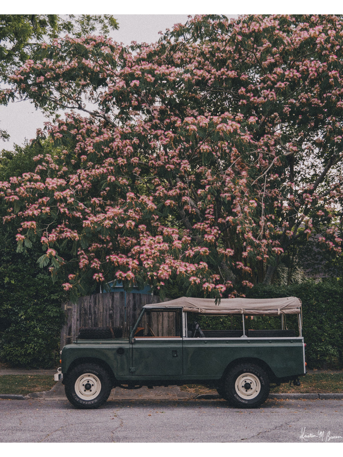 A vintage green safari-style Land Rover with a beige canvas top parked under a blooming pink Mimosa tree. Perfectly parked under a blooming Mimosa tree, "Mimosa Rover" is a dreamlike pitstop on a warm Lowcountry afternoon. It's an effortless blend of adventure and elegance, where British expedition heritage meets the gentle charm of the American South. Vintage Land Rover series 110 truck photo print by Kristen M. Brown of Samba to the Sea for The Sunset Shop.
