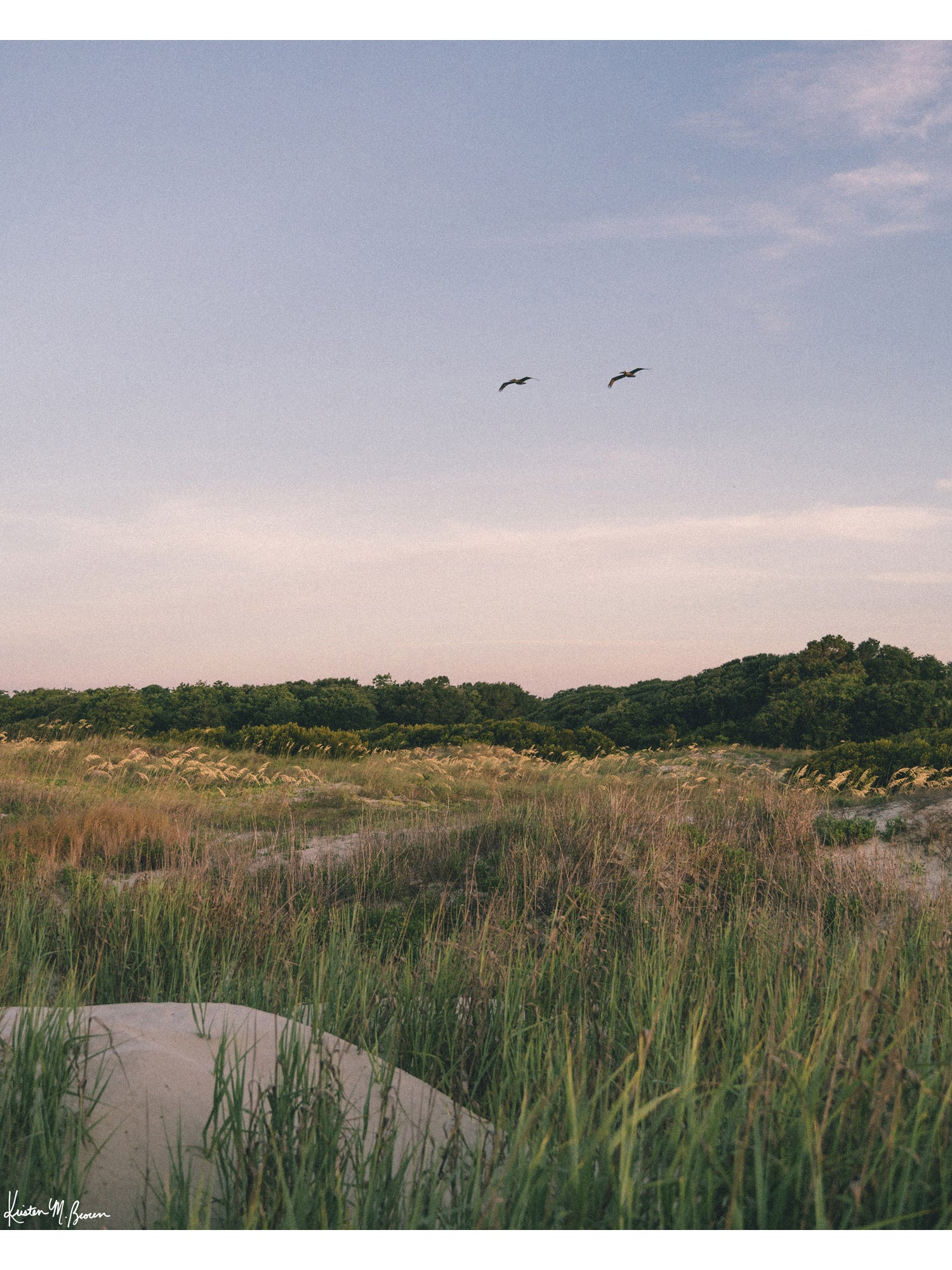 Before the day fully awakens at the beach, there is a quiet moment when nature greets you with a soft embrace of pastel hues, and the coastal world feels entirely yours. Across A wild expanse of dune grass and golden sea oats, two pelicans soar in effortless tandem against the gentle palette of dawn. In the background, lush maritime forest trees frame the horizon, while the soft, morning light washes over the dunes in calm, subtle tones. Sullivan’s Island in Charleston, SC “Morning Flight” photo print.