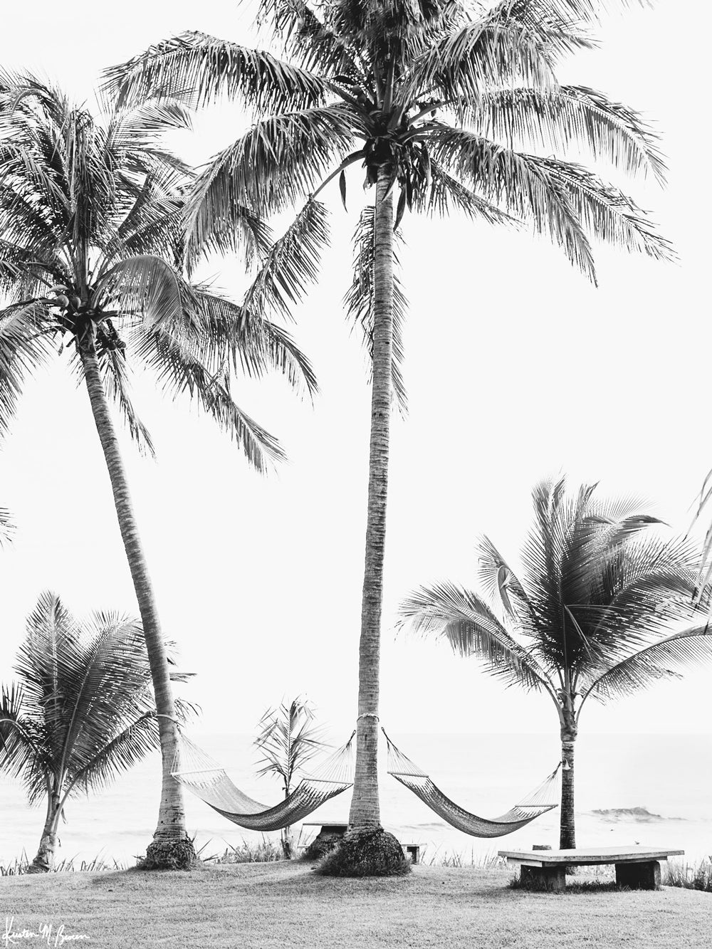 Can you feel that ocean breeze and warm sunshine kissing your skin as you sway in that hammock right about now? &quot;No Palm-blems&quot; is the perfect black and white print to help you have a piece of your happy place, no matter where you may live. Hammocks under palm trees at the beach in Costa Rica. Photo by Samba to the Sea.