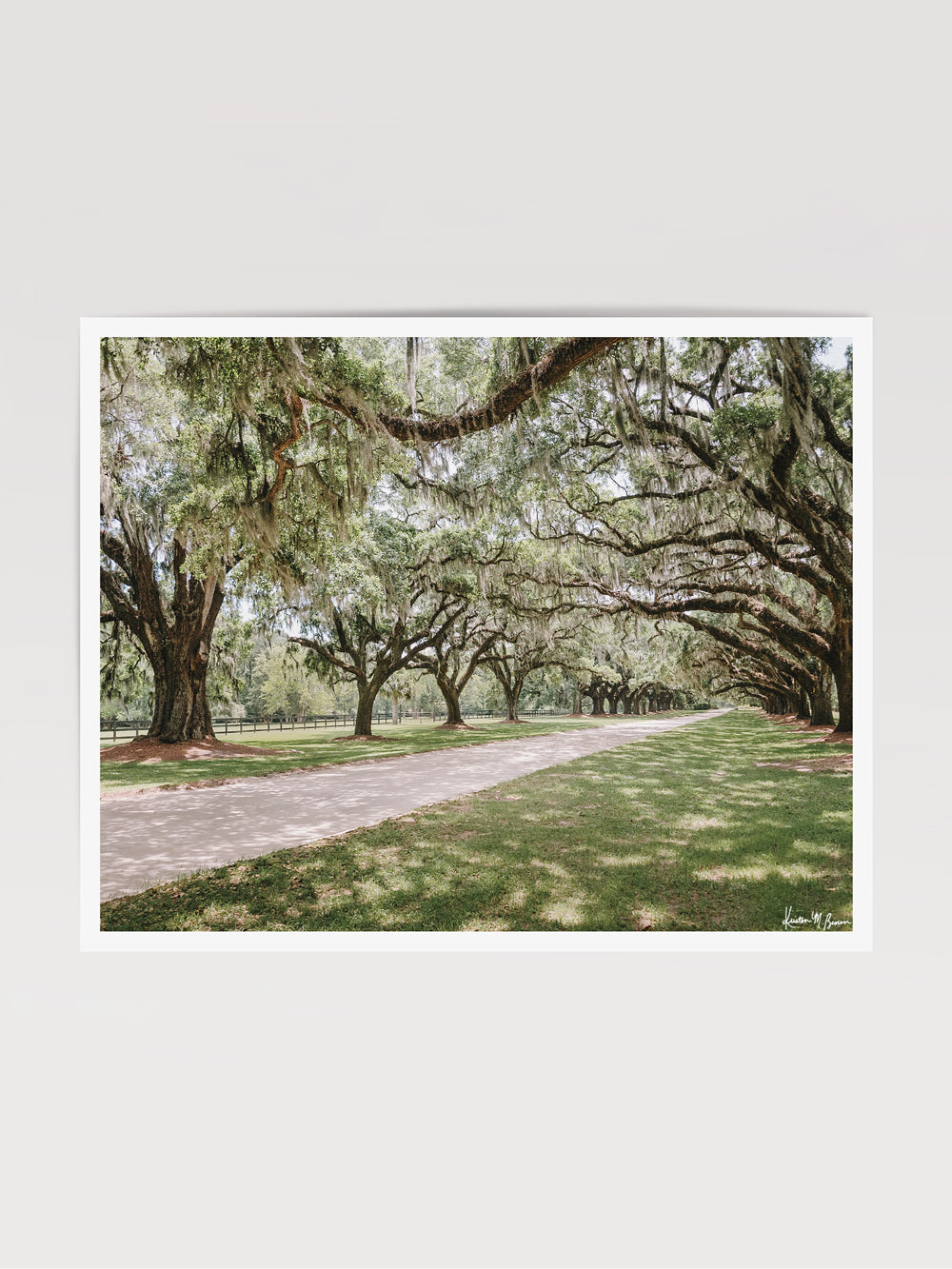 Photography of live Oaks dripping with Spanish moss at Boone Hall in Charleston."Oak Avenue" photographed by Kristen M. Brown, Samba to the Sea.