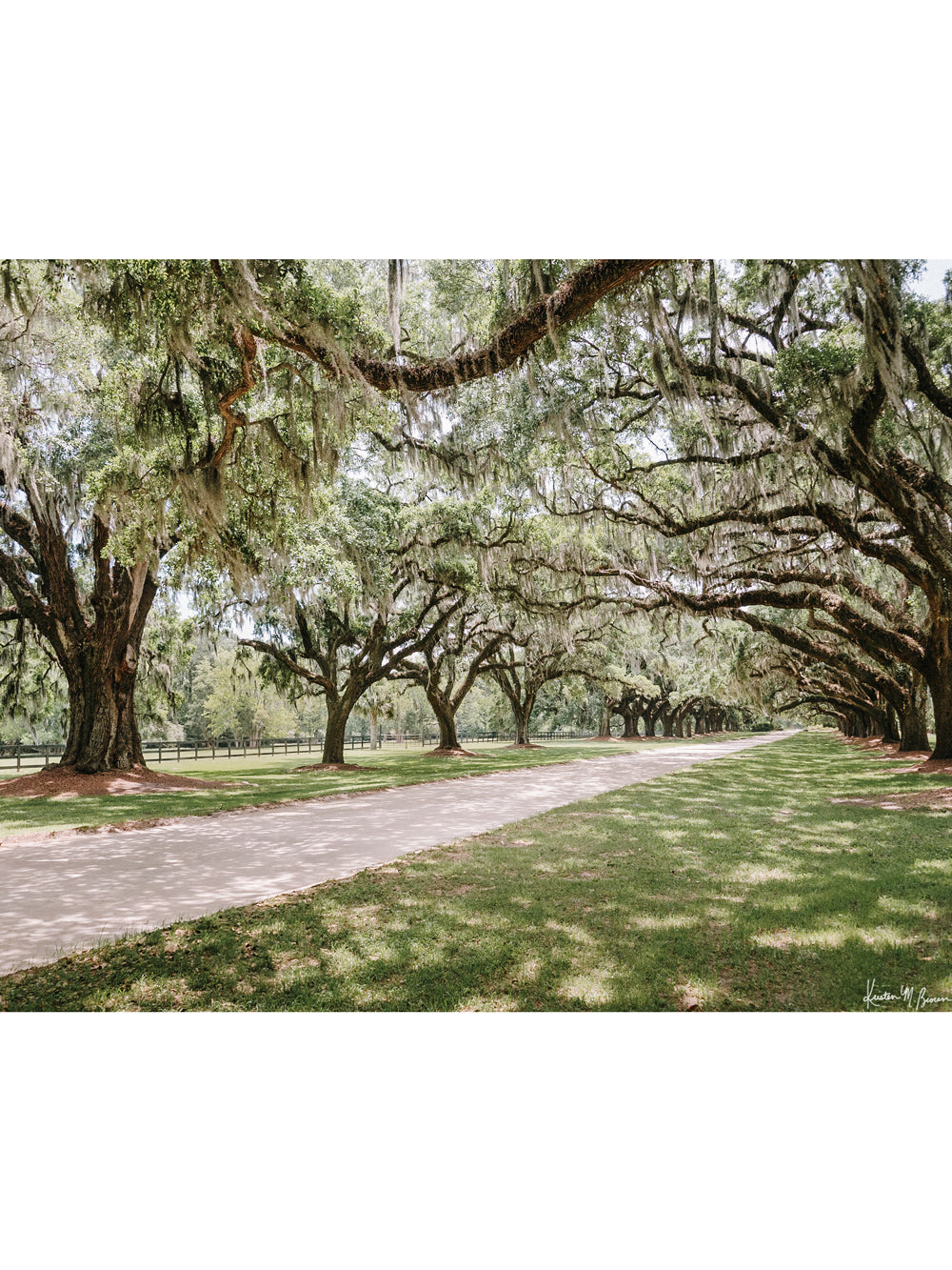 Photography of live Oaks dripping with Spanish moss at Boone Hall in Charleston. "Oak Avenue" photographed by Kristen M. Brown, Samba to the Sea.