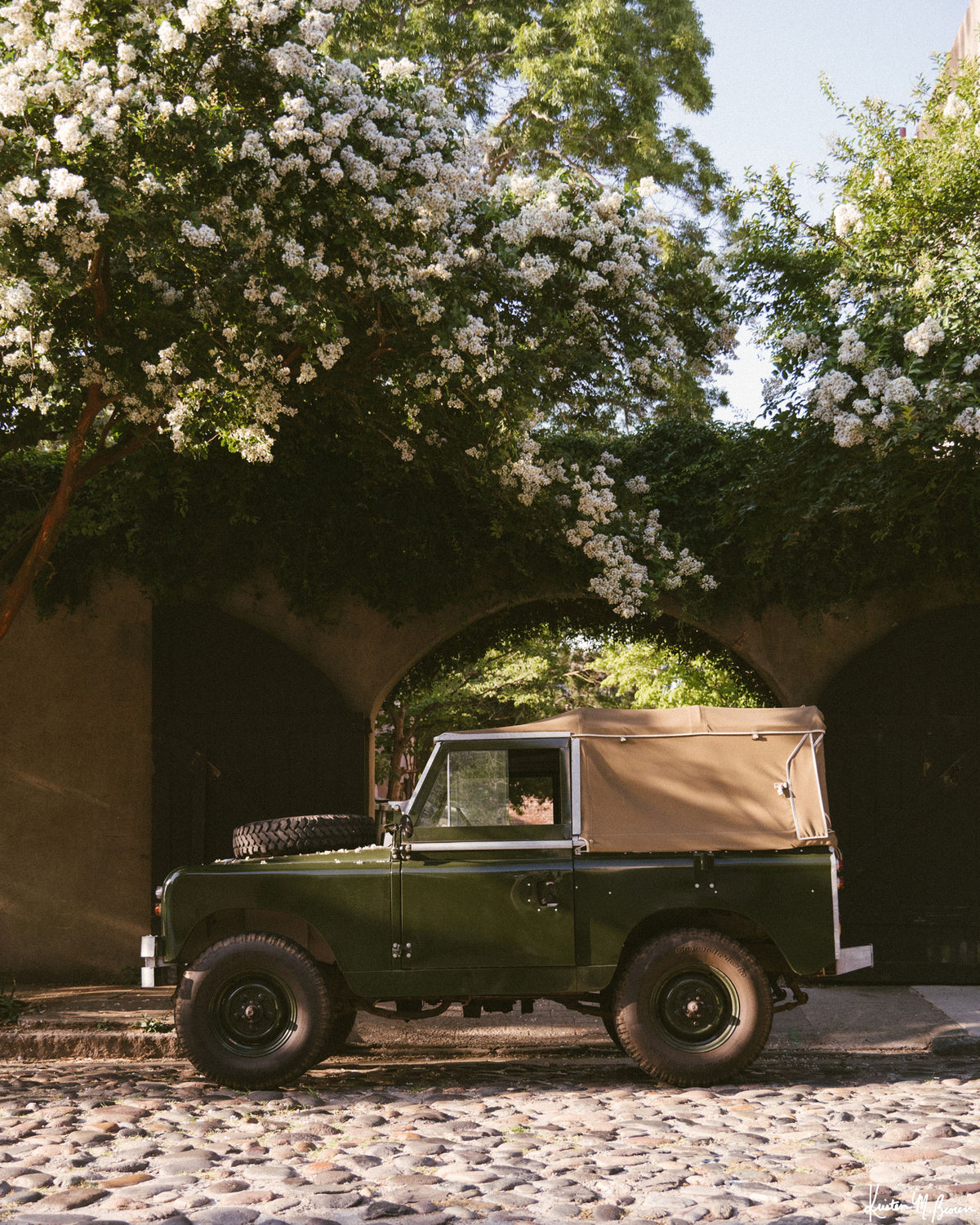A vintage green Land Rover Series truck British Army version with tan canvas top, parked on a cobblestone street in historic Charleston with blooming white Crepe Myrtle flowers. “Passage to Chalmers” is a journey into the charming streets of historic Charleston, where beauty and nostalgia meet. Vintage Land Rover photo print by Kristen M. Brown of Samba to the Sea for The Sunset Shop.