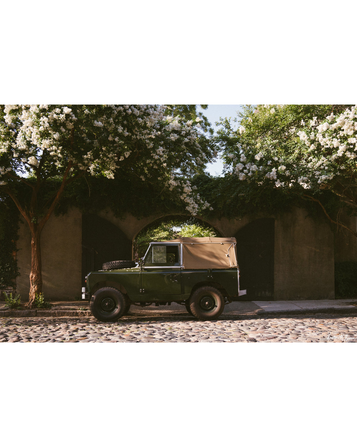 A vintage green Land Rover Series truck British Army version with tan canvas top, parked on a cobblestone street in historic Charleston with blooming white Crepe Myrtle flowers. “Passage to Chalmers” is a journey into the charming streets of historic Charleston, where beauty and nostalgia meet. Vintage Land Rover photo print by Kristen M. Brown of Samba to the Sea for The Sunset Shop.