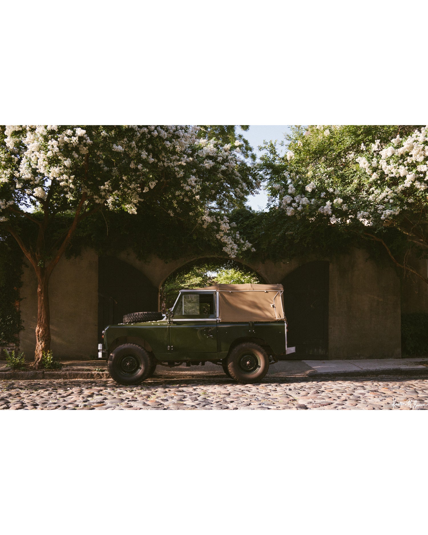 A vintage green Land Rover Series truck British Army version with tan canvas top, parked on a cobblestone street in historic Charleston with blooming white Crepe Myrtle flowers. “Passage to Chalmers” is a journey into the charming streets of historic Charleston, where beauty and nostalgia meet. Vintage Land Rover photo print by Kristen M. Brown of Samba to the Sea for The Sunset Shop.