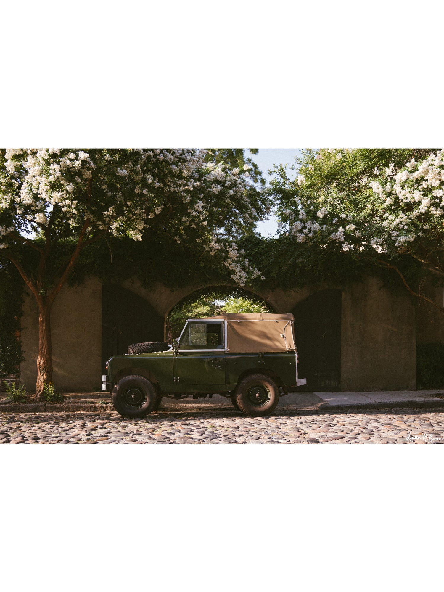 A vintage green Land Rover Series truck British Army version with tan canvas top, parked on a cobblestone street in historic Charleston with blooming white Crepe Myrtle flowers. “Passage to Chalmers” is a journey into the charming streets of historic Charleston, where beauty and nostalgia meet. Vintage Land Rover photo print by Kristen M. Brown of Samba to the Sea for The Sunset Shop.
