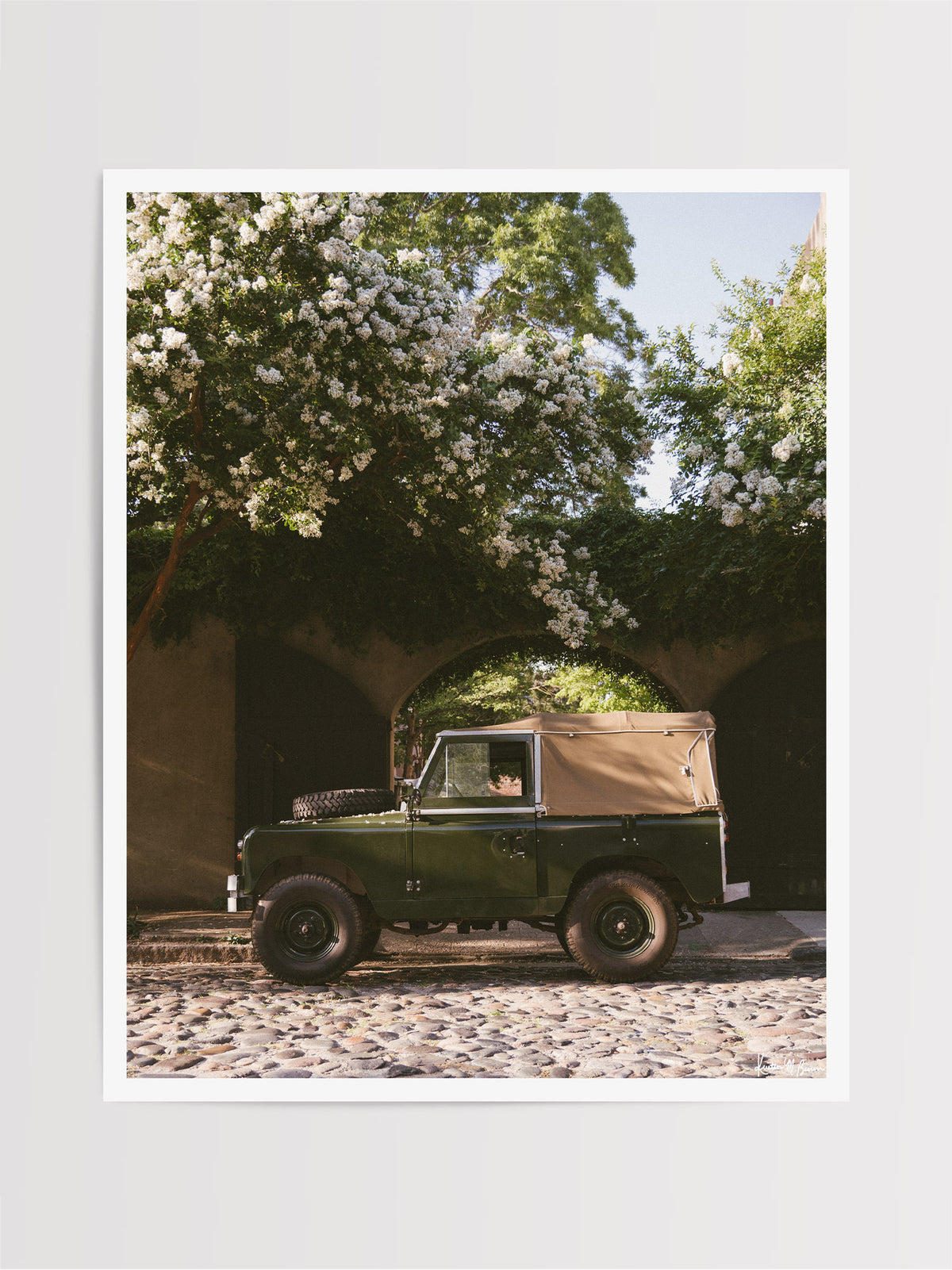 A vintage green Land Rover Series truck British Army version with tan canvas top, parked on a cobblestone street in historic Charleston with blooming white Crepe Myrtle flowers. “Passage to Chalmers” is a journey into the charming streets of historic Charleston, where beauty and nostalgia meet. Vintage Land Rover photo print by Kristen M. Brown of Samba to the Sea for The Sunset Shop.