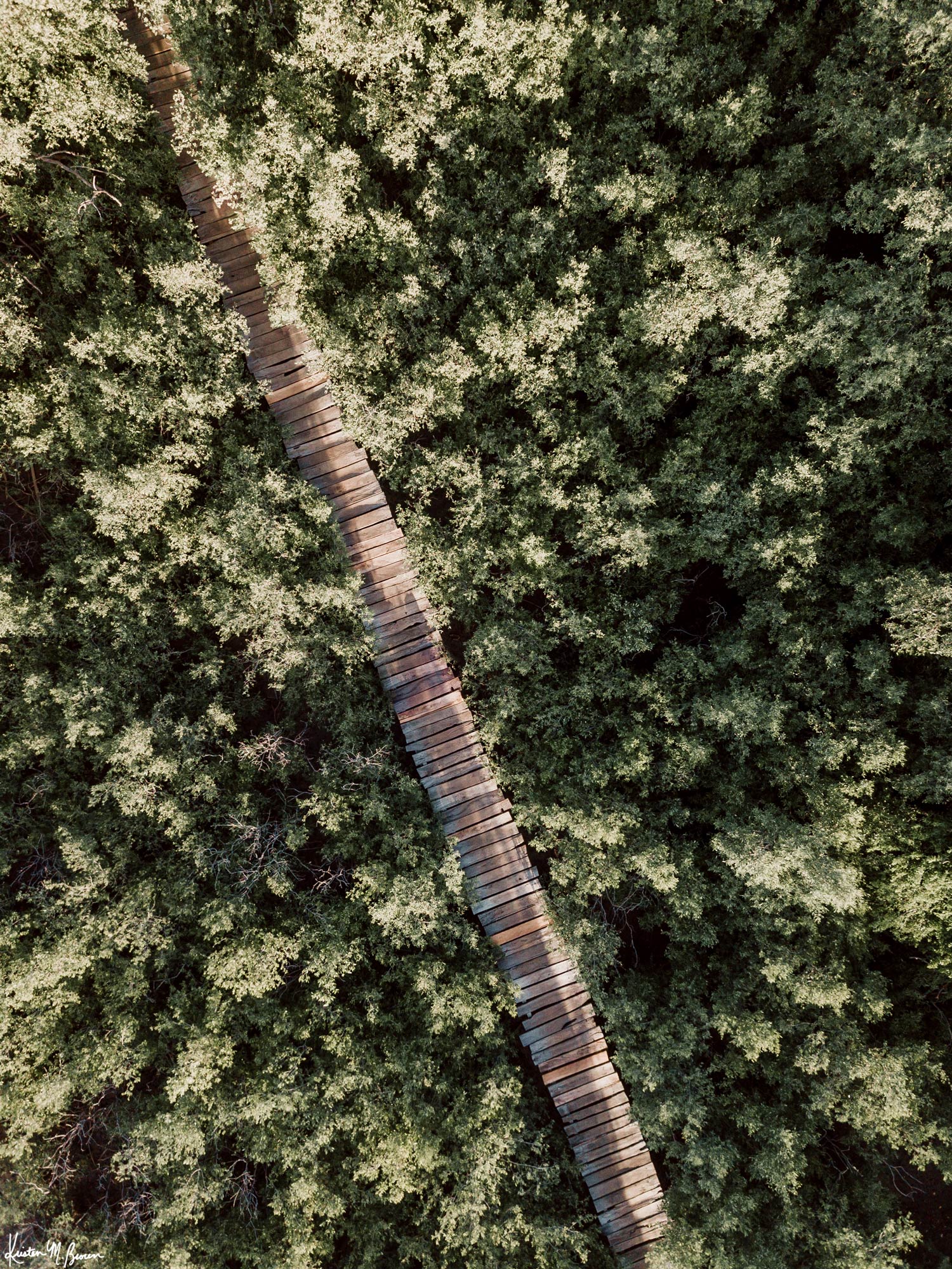 The epitome of a magical pathway to surf heaven. Can't you just imagine it's you, your surfboard, and your surf buddies walking through this dreamy mangrove boardwalk path to the beach to catch perfect waves in Costa Rica?! Aerial mangrove beach boardwalk path print "Pathway to Surf Heaven" by Samba to the Sea.