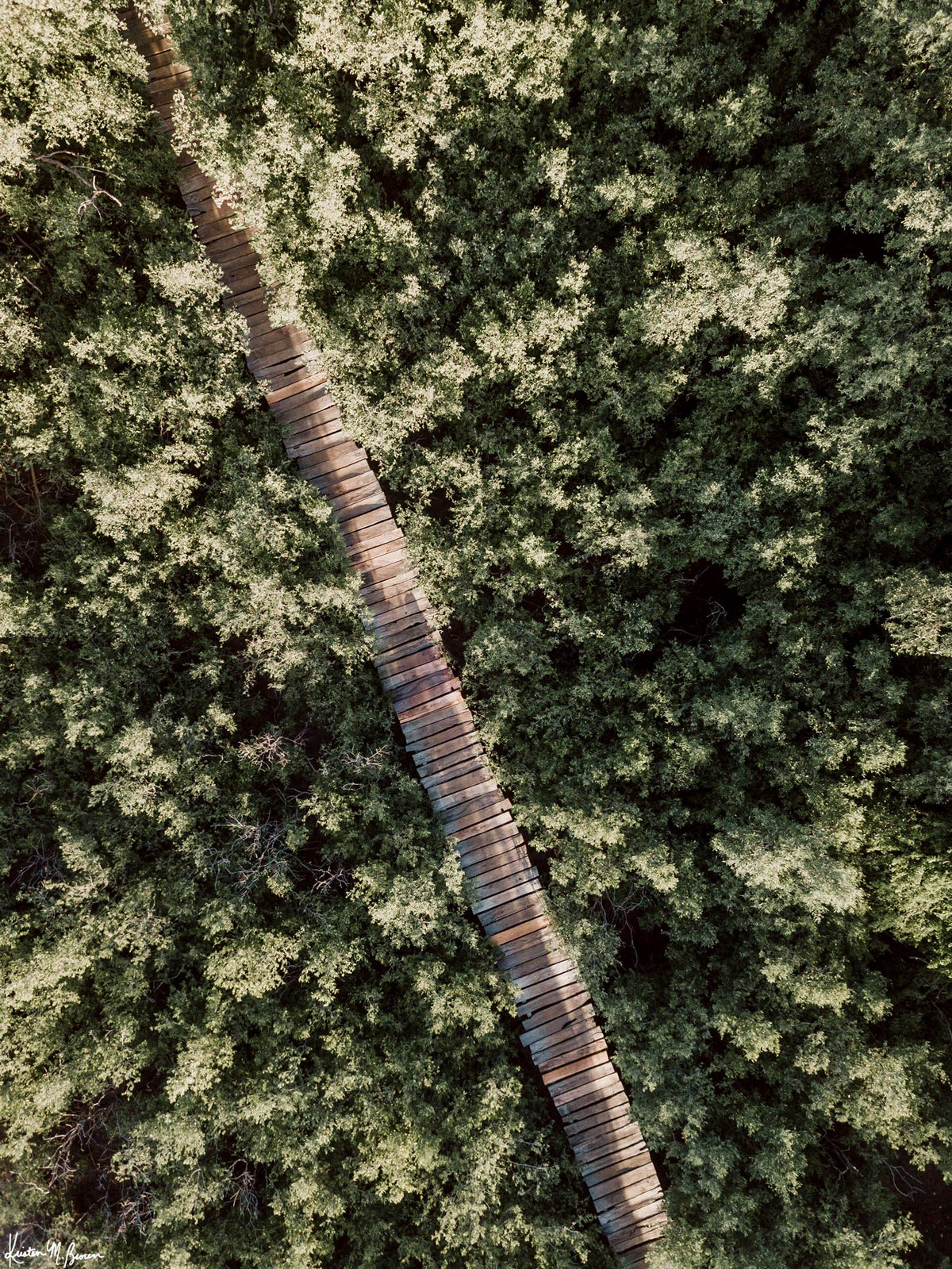 The epitome of a magical pathway to surf heaven. Can't you just imagine it's you, your surfboard, and your surf buddies walking through this dreamy mangrove boardwalk path to the beach to catch perfect waves in Costa Rica?! Aerial mangrove beach boardwalk path print "Pathway to Surf Heaven" by Samba to the Sea.