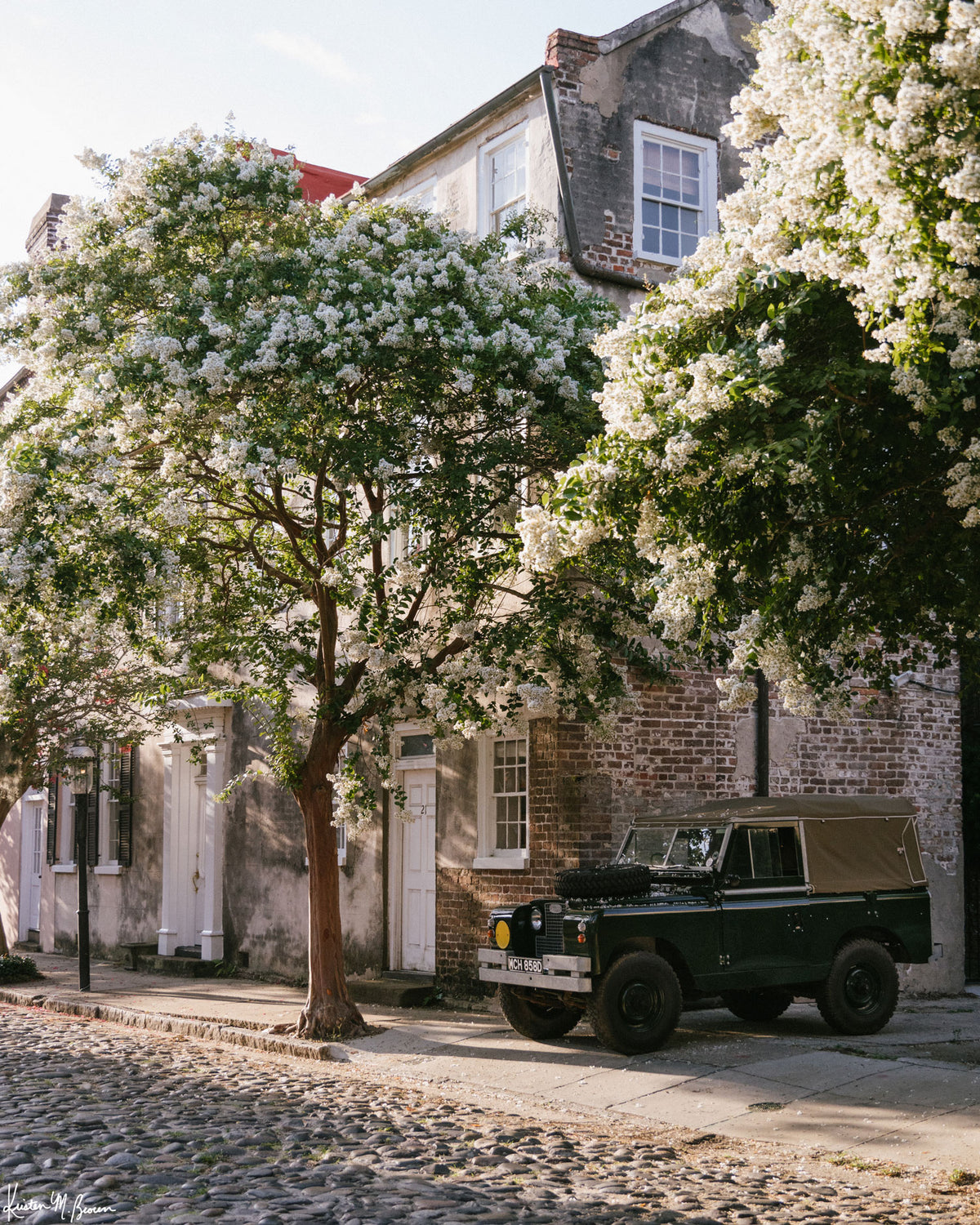 A vintage green Land Rover Series truck British Army version with tan canvas top, parked on a cobblestone street in historic Charleston with blooming white Crepe Myrtle flowers. “Rover Blooms” is a journey into the charming streets of historic Charleston, where beauty and nostalgia meet. Vintage Land Rover photo print by Kristen M. Brown of Samba to the Sea for The Sunset Shop.