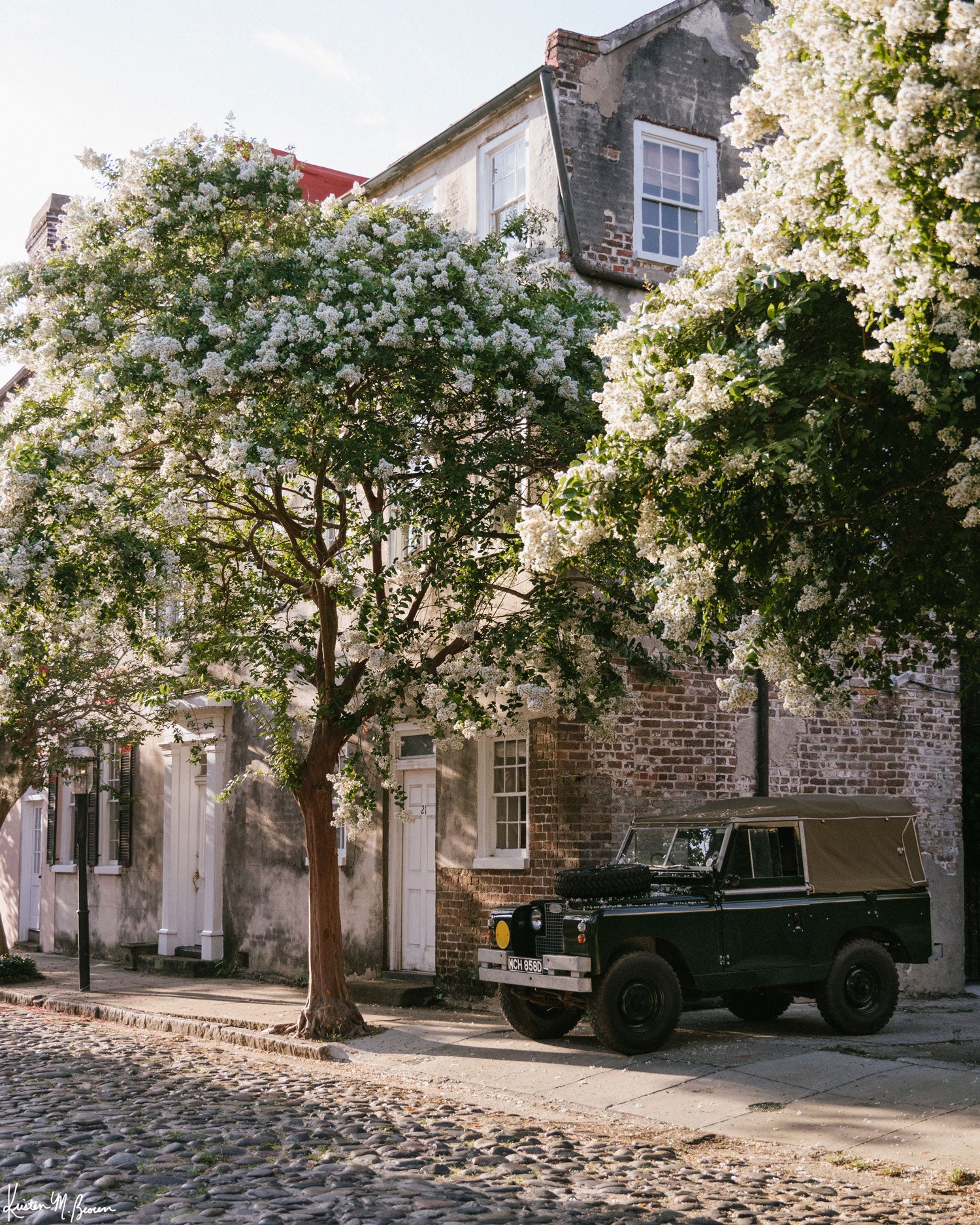 A vintage green Land Rover Series truck British Army version with tan canvas top, parked on a cobblestone street in historic Charleston with blooming white Crepe Myrtle flowers. “Rover Blooms” is a journey into the charming streets of historic Charleston, where beauty and nostalgia meet. Vintage Land Rover photo print by Kristen M. Brown of Samba to the Sea for The Sunset Shop.