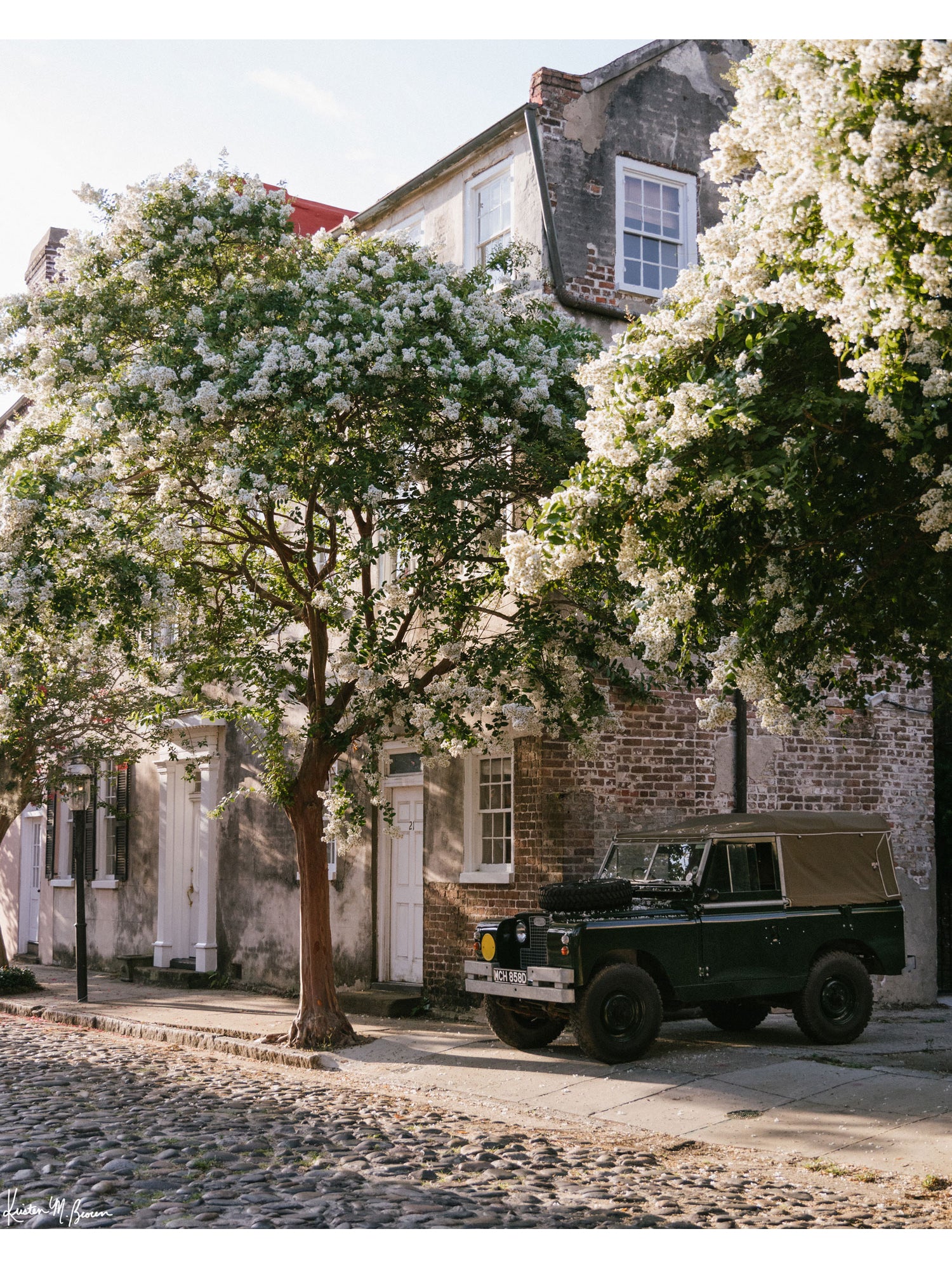 A vintage green Land Rover Series truck British Army version with tan canvas top, parked on a cobblestone street in historic Charleston with blooming white Crepe Myrtle flowers. “Rover Blooms” is a journey into the charming streets of historic Charleston, where beauty and nostalgia meet. Vintage Land Rover photo print by Kristen M. Brown of Samba to the Sea for The Sunset Shop.