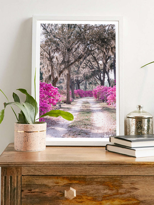 Pink azaleas in boom in Savannah, Georgia. There's just something sweeter about Savannah when her azaleas are blooming in vibrant shades of pink. Experience the magic of Savannah in bloom with "Sweet Savannah". Photographed by Kristen M. Brown of Samba to the Sea for The Sunset Shop.