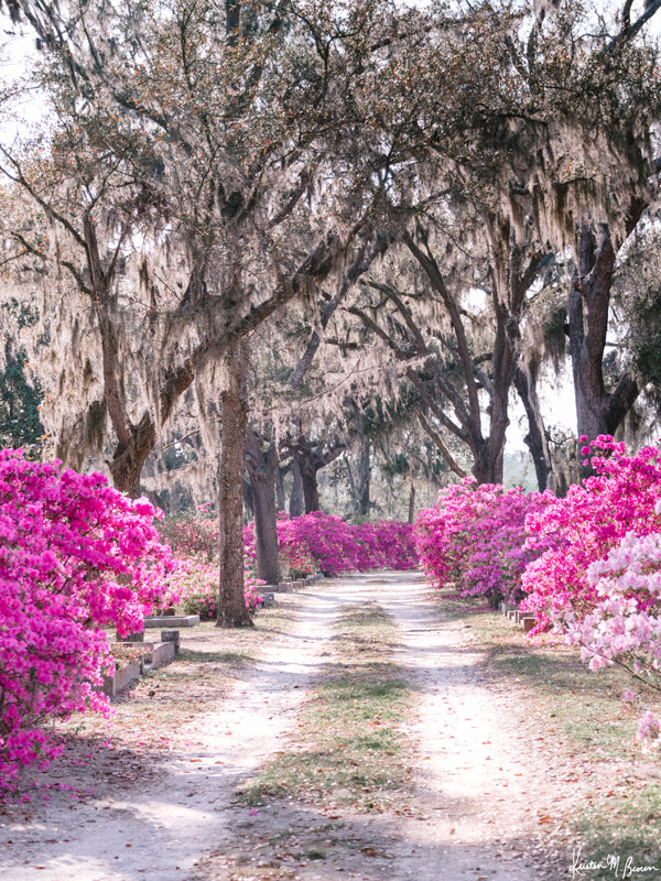 Pink azaleas in boom in Savannah, Georgia. There&#39;s just something sweeter about Savannah when her azaleas are blooming in vibrant shades of pink. Experience the magic of Savannah in bloom with &quot;Sweet Savannah&quot;. Photographed by Kristen M. Brown of Samba to the Sea for The Sunset Shop.