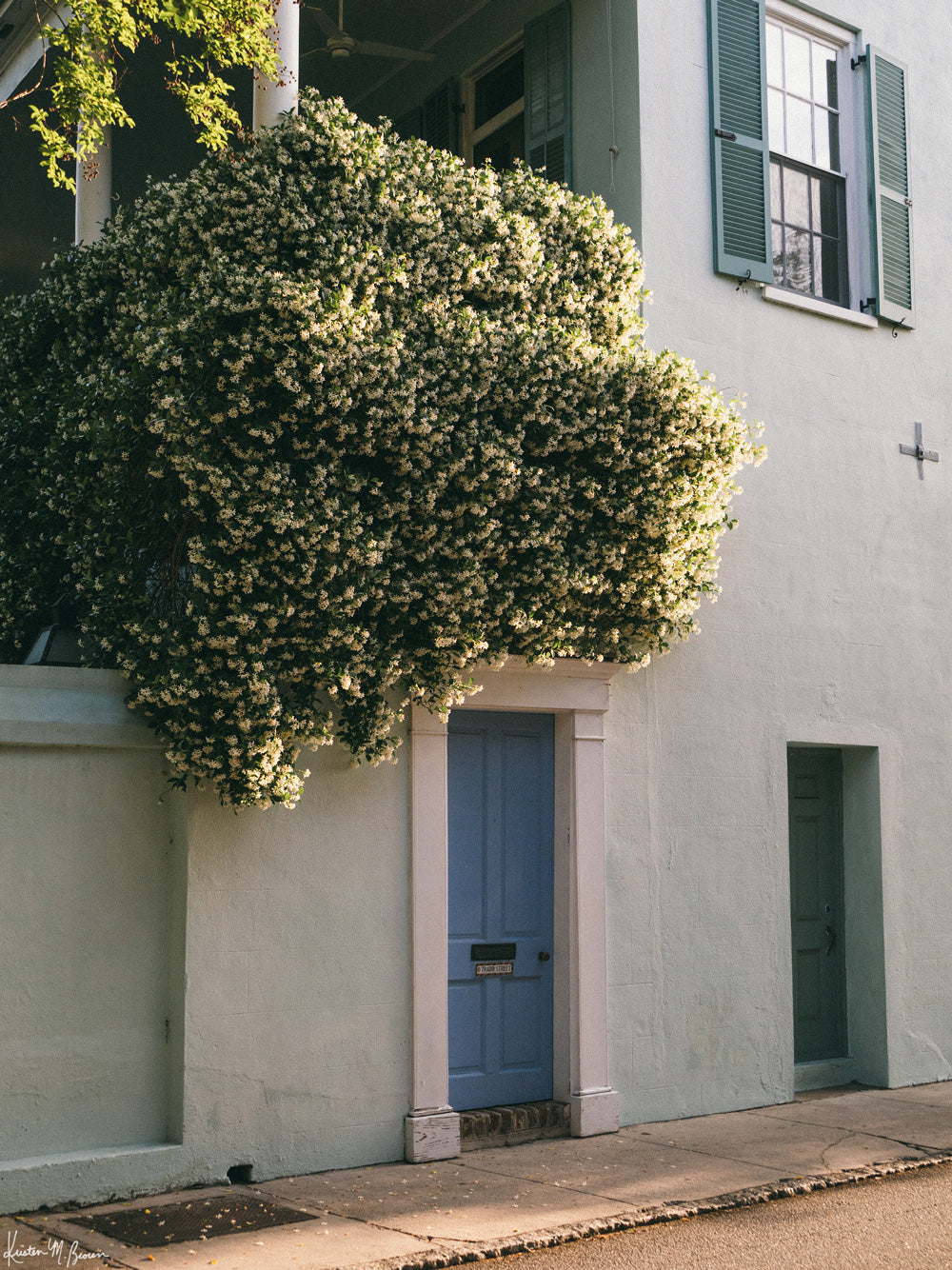 Photography of blooming Jasmine and green and blue historic building in downtown Charleston. "Tradd Blooming" photographed by Kristen M. Brown, Samba to the Sea.