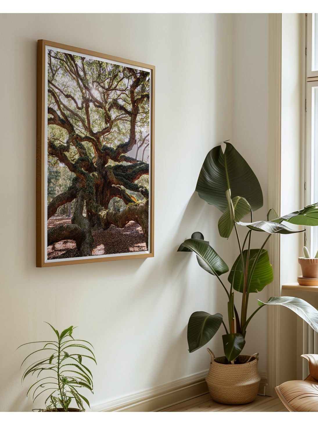 A framed art print of Charleston's Angel Oak hung on a cream-colored wall in a styled room corner with potted plants. The Angel Oak's massive, serpentining branches reach across time itself - dipping down to embrace the earth before weaving back up into a dreamy canopy. Bring a part of the Angel Oak’s peace and legacy home with you with this dream photo print “Under the Angel Oak”. Angel Oak tree in John’s Island - Charleston, SC photo print by Kristen M. Brown of Samba to the Sea for The Sunset Shop.