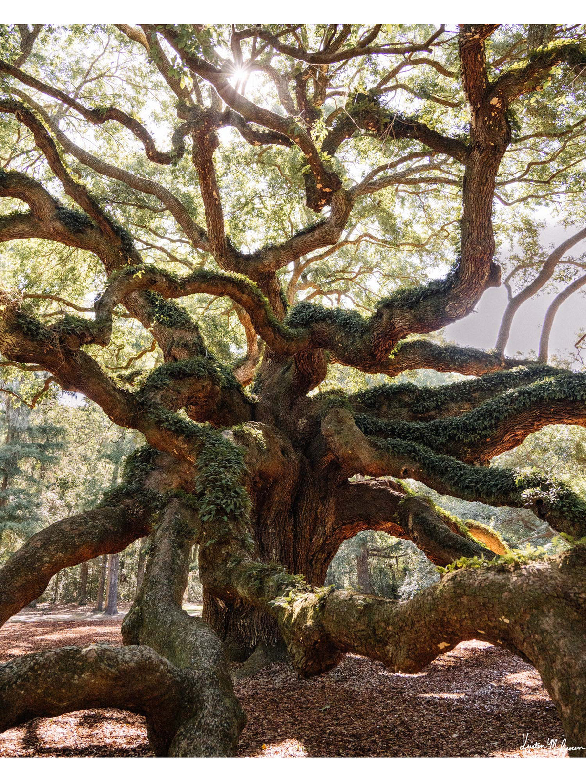 The Angel Oak's massive, serpentining branches reach across time itself - dipping down to embrace the earth before weaving back up into a dreamy canopy. Bring a part of the Angel Oak’s peace and legacy home with you with this dream photo print “Under the Angel Oak”. Angel Oak tree in John’s Island - Charleston, SC photo print by Kristen M. Brown of Samba to the Sea for The Sunset Shop.